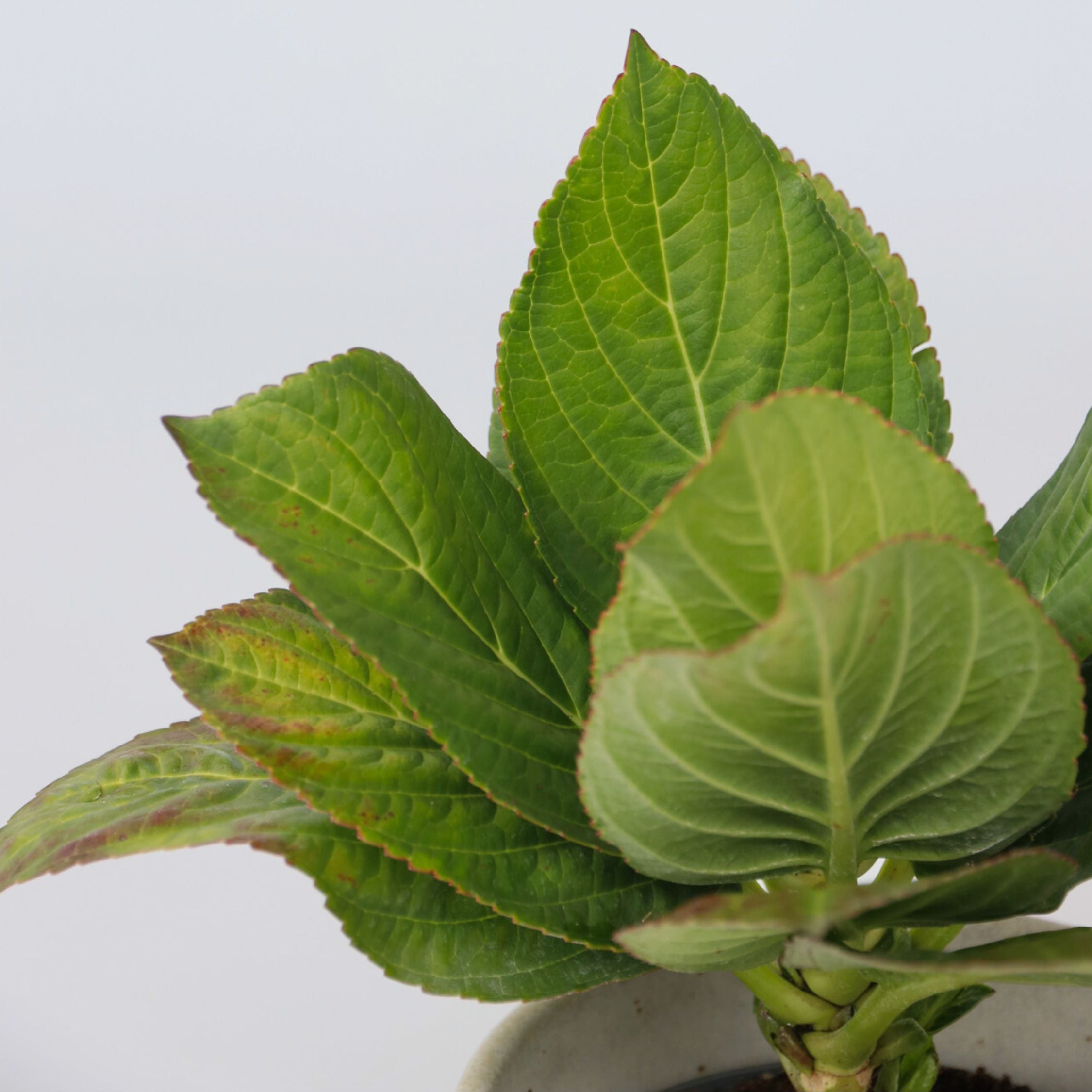 Havehortensia - Sæt 3 - Hydrangea macrophylla 'Camilla'