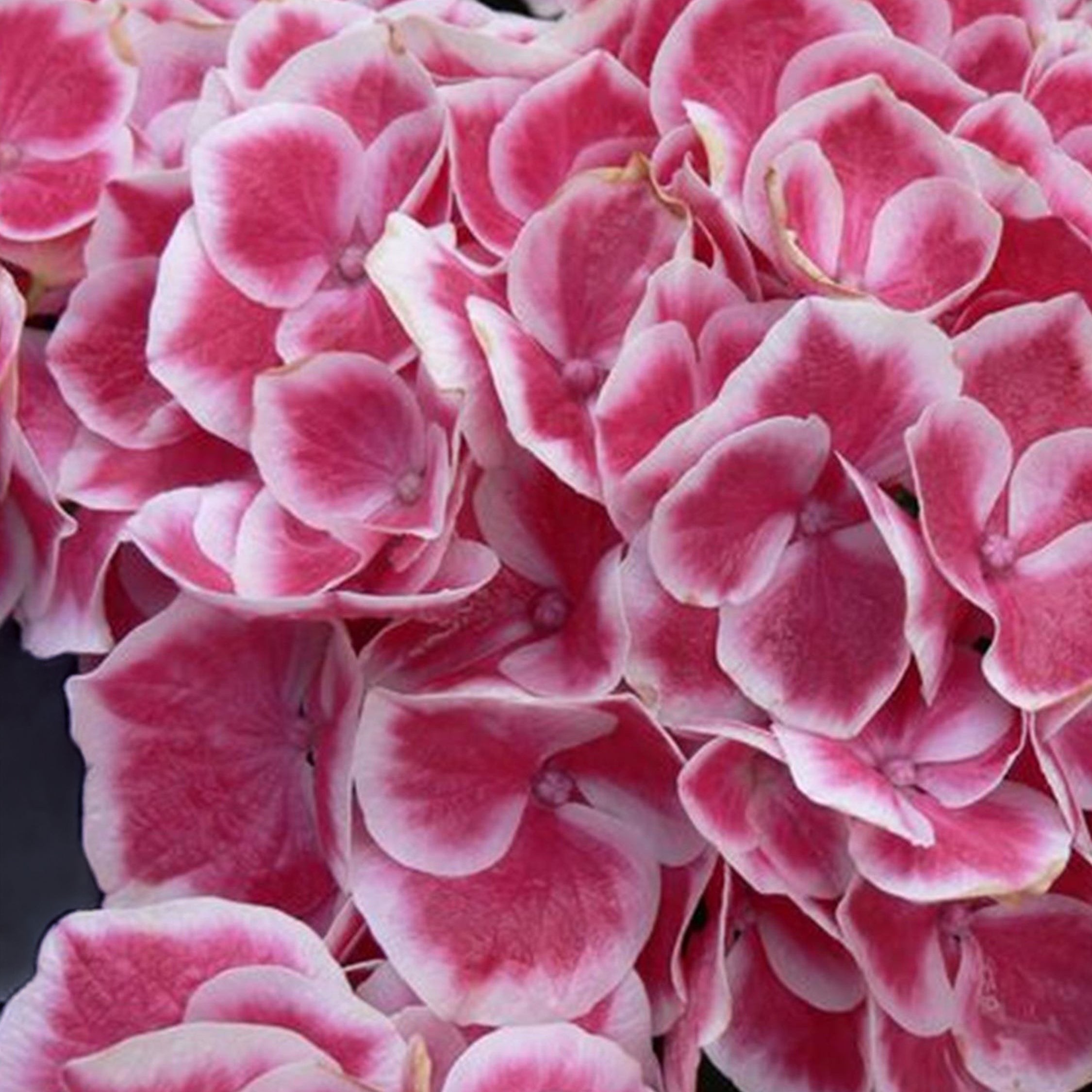 Havehortensia - Sæt 3 - Hydrangea macrophylla 'Camilla'