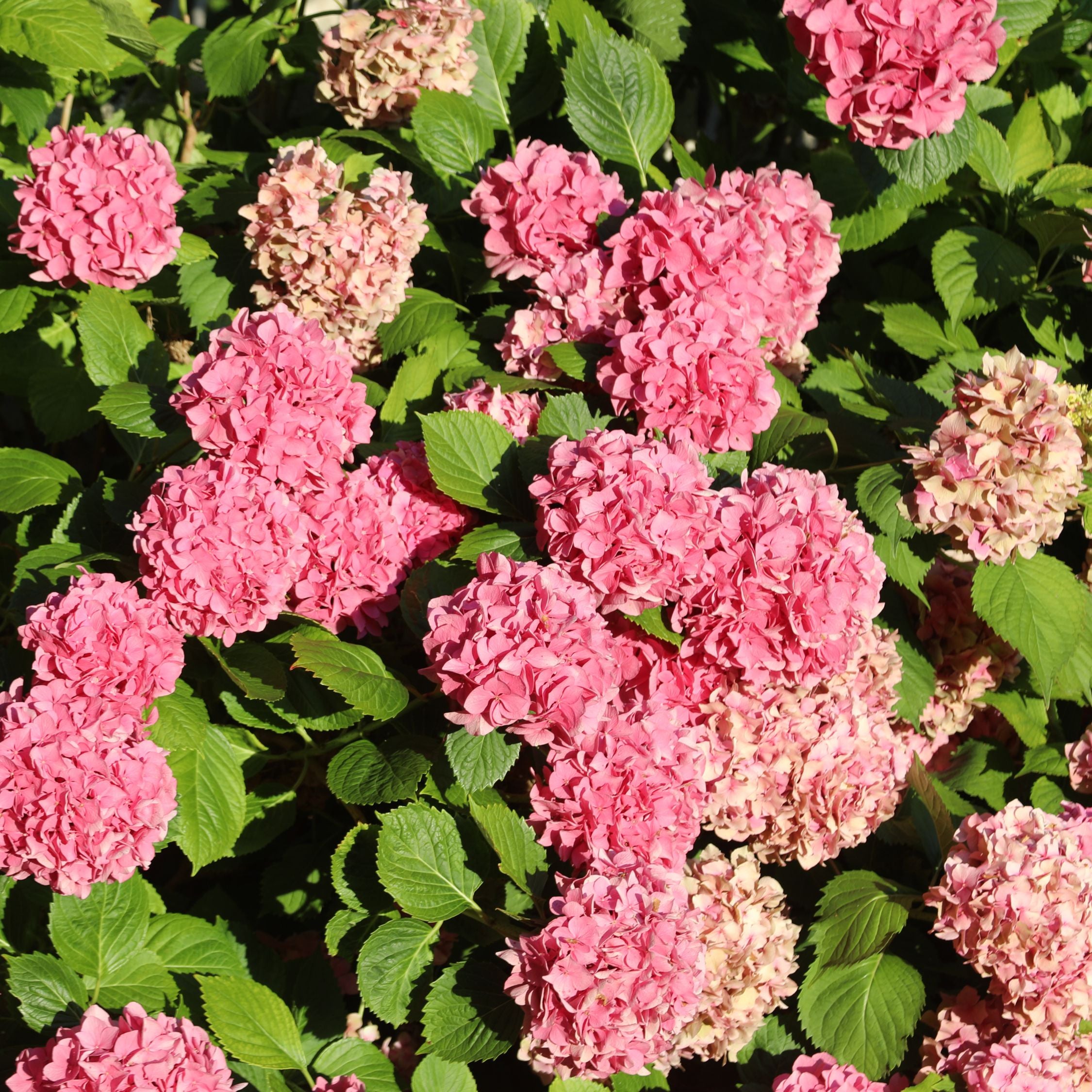 Havehortensia - Sæt med 6 - Hydrangea macrophylla