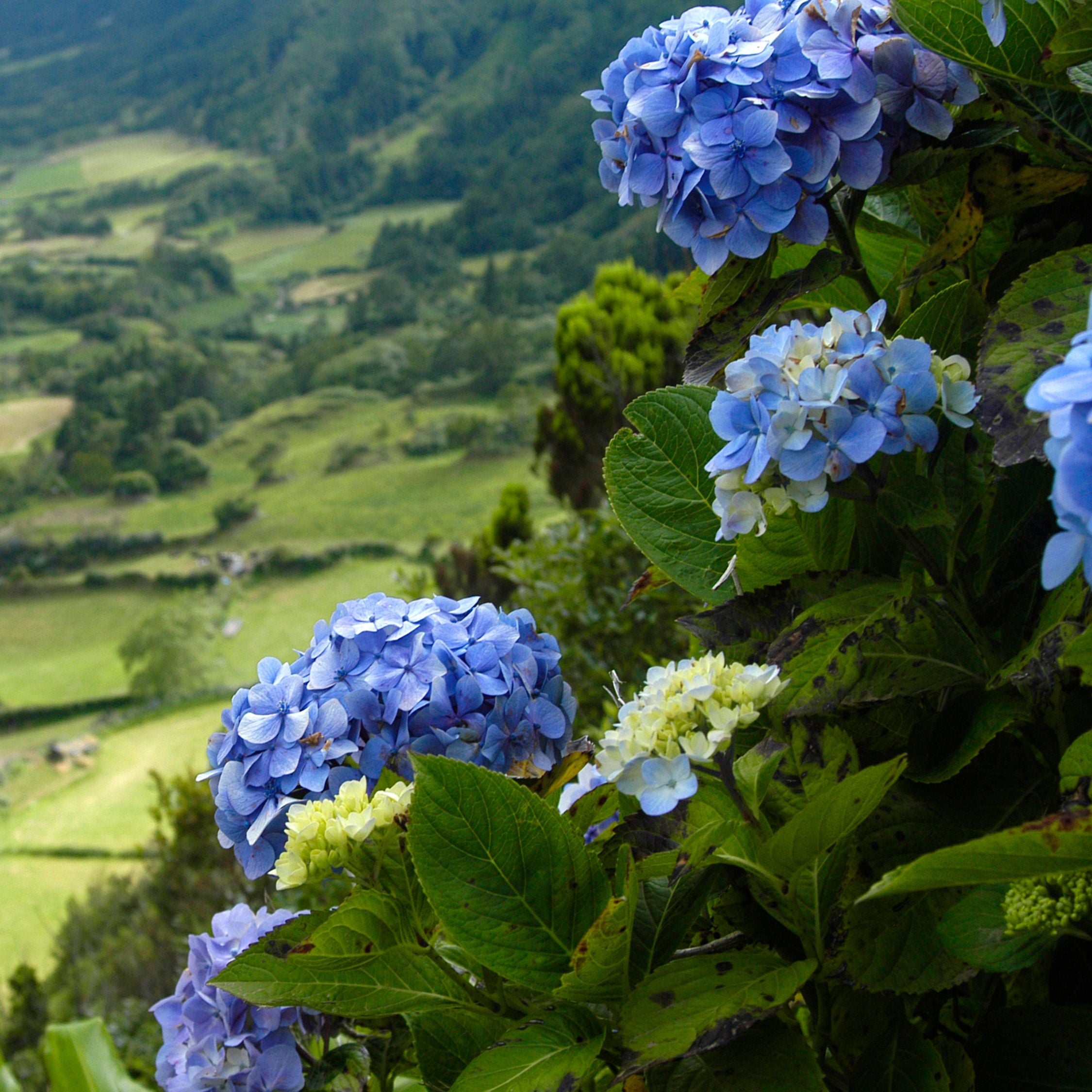 Havehortensia - Sæt med 6 - Hydrangea macrophylla