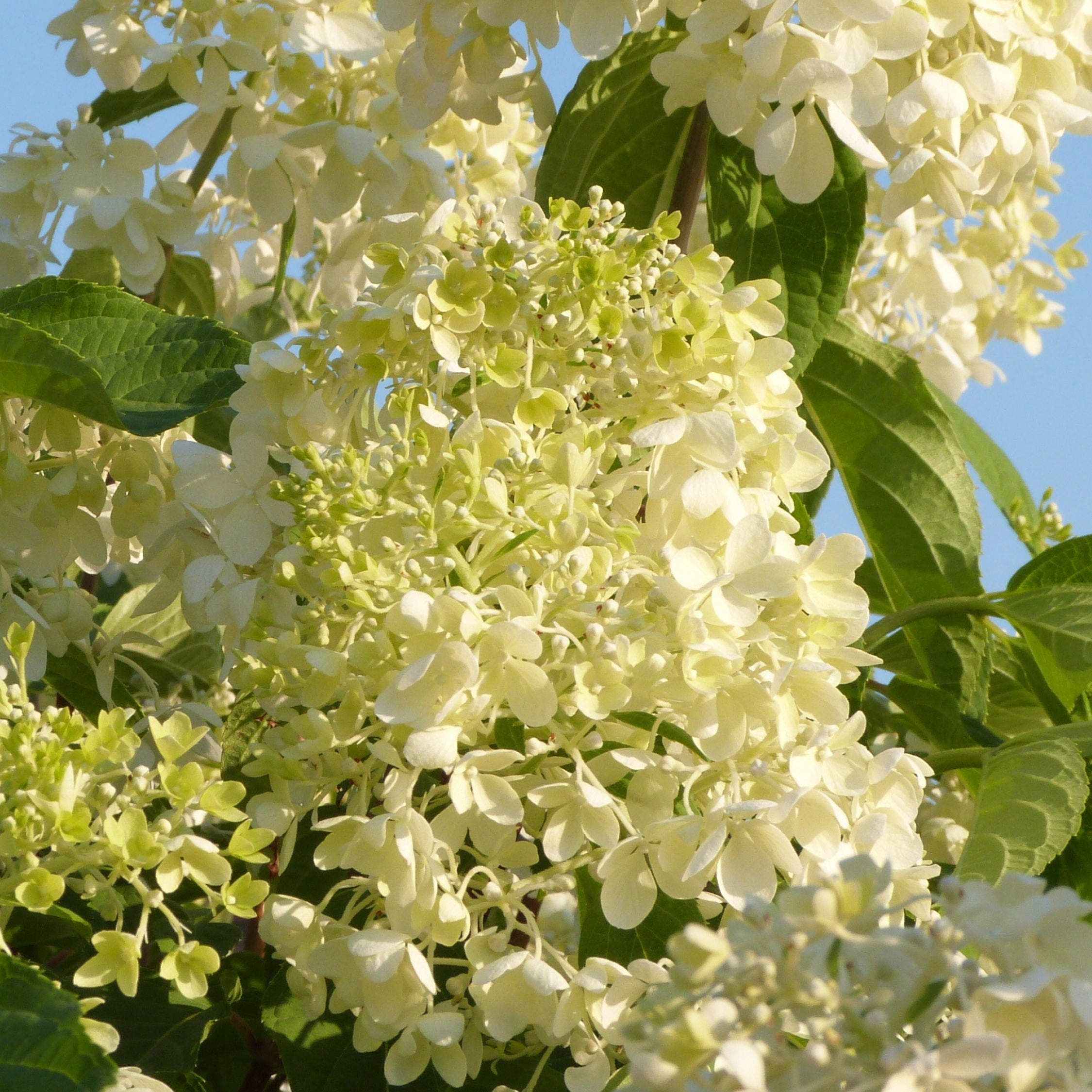 Havehortensia - Sæt med 6 - Hydrangea macrophylla
