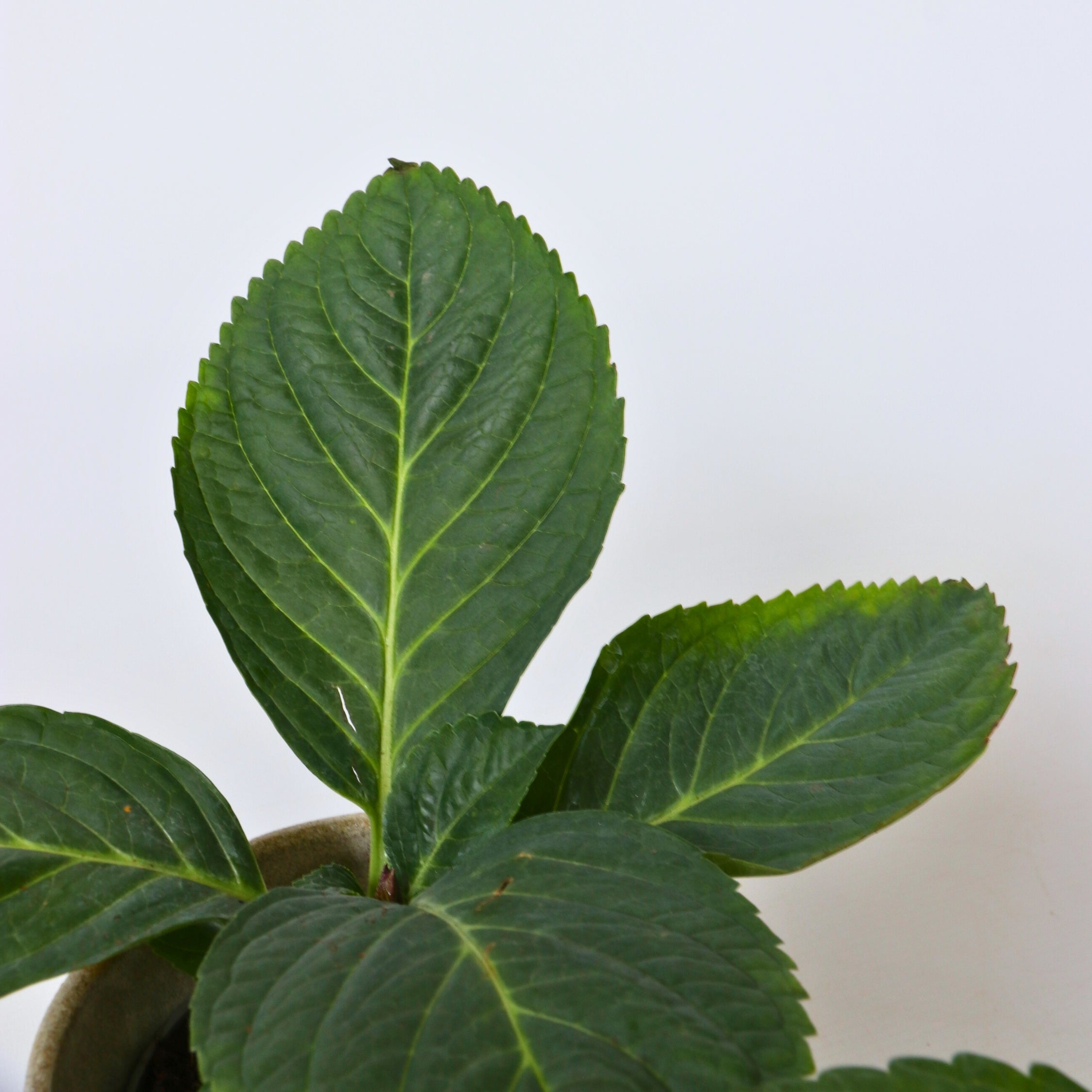 Havehortensia - Sæt med 6 - Hydrangea macrophylla