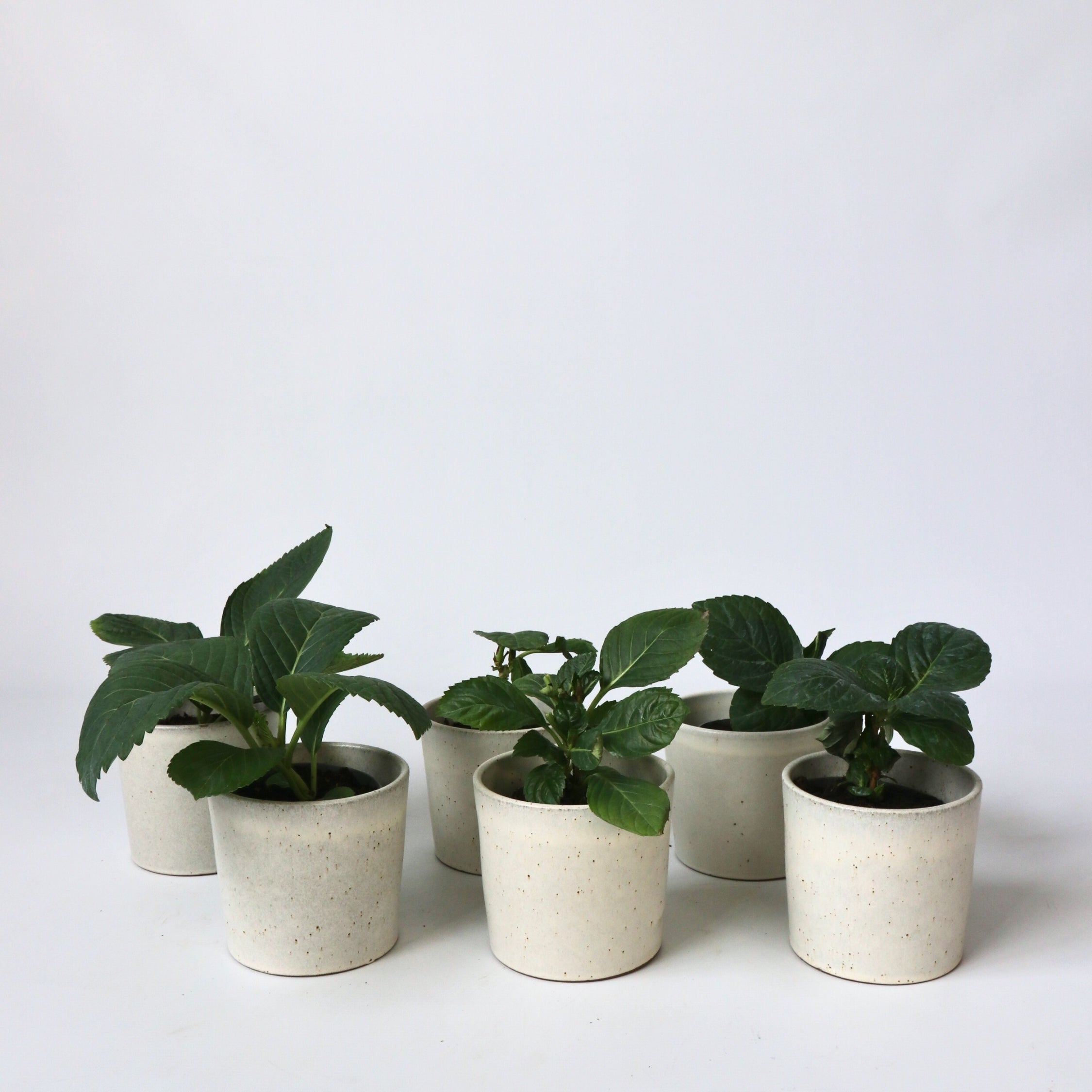 Havehortensia - Sæt med 6 - Hydrangea macrophylla