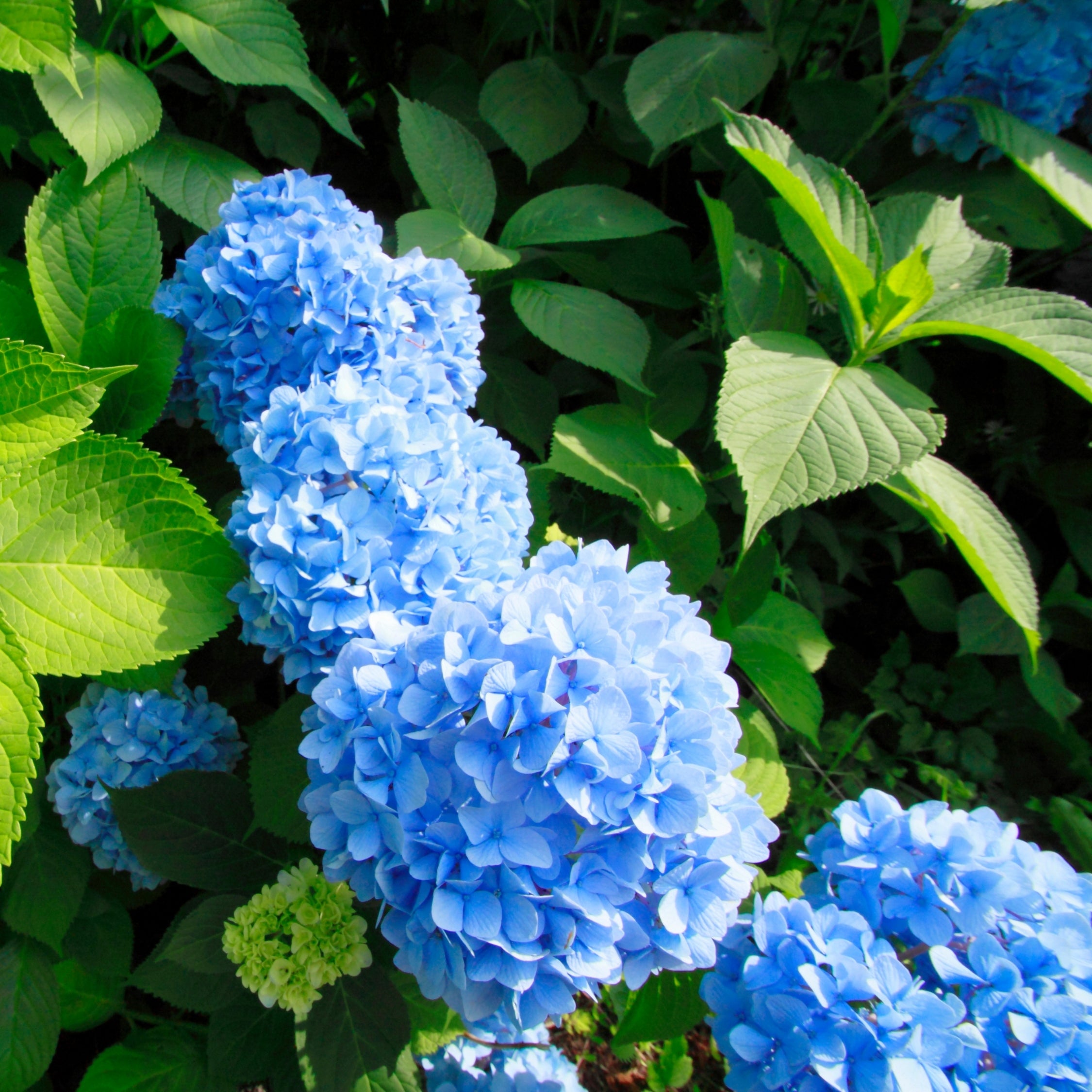 Havehortensia - Sæt med 3 - Hydrangea 'Early Blue'