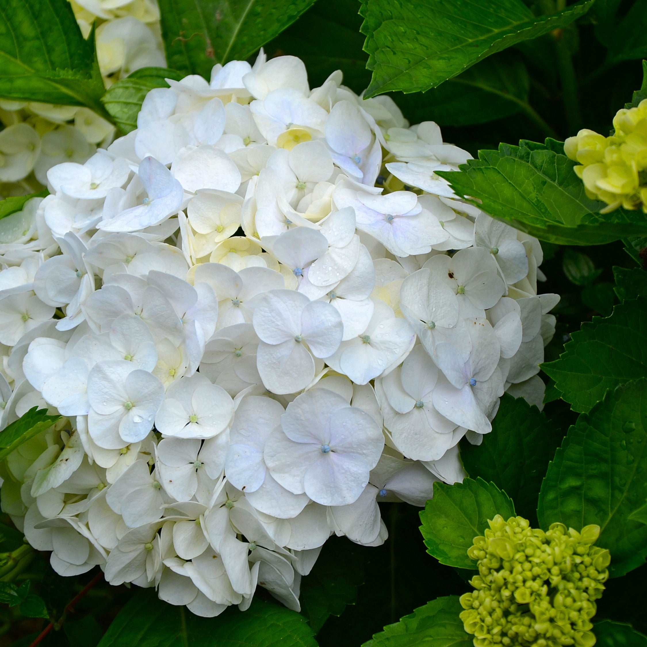 Havehortensia - Sæt med 3 - Hydrangea macrophylla 'Wudu'