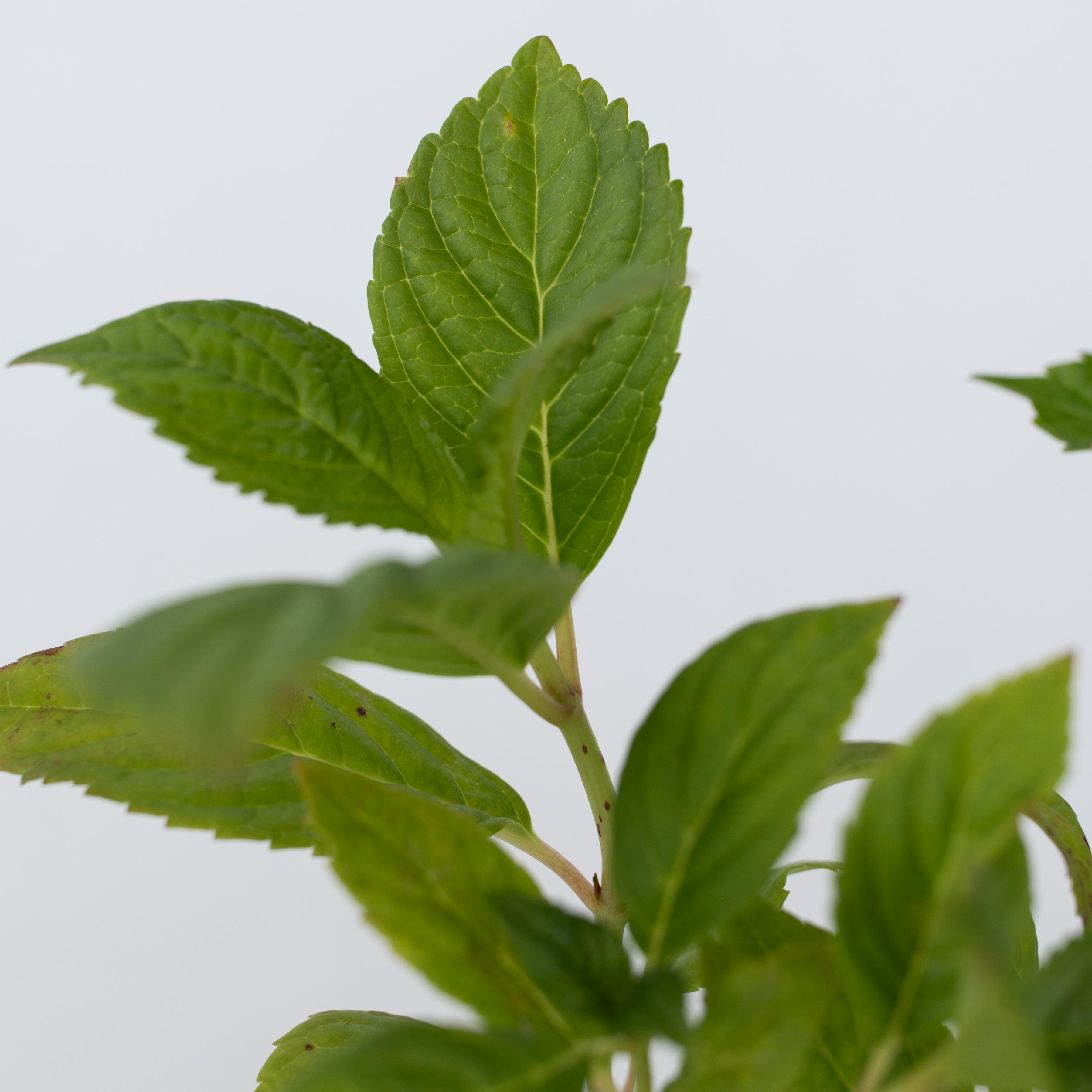 Havehortensia - Sæt med 3 - Hydrangea macrophylla 'Wudu'