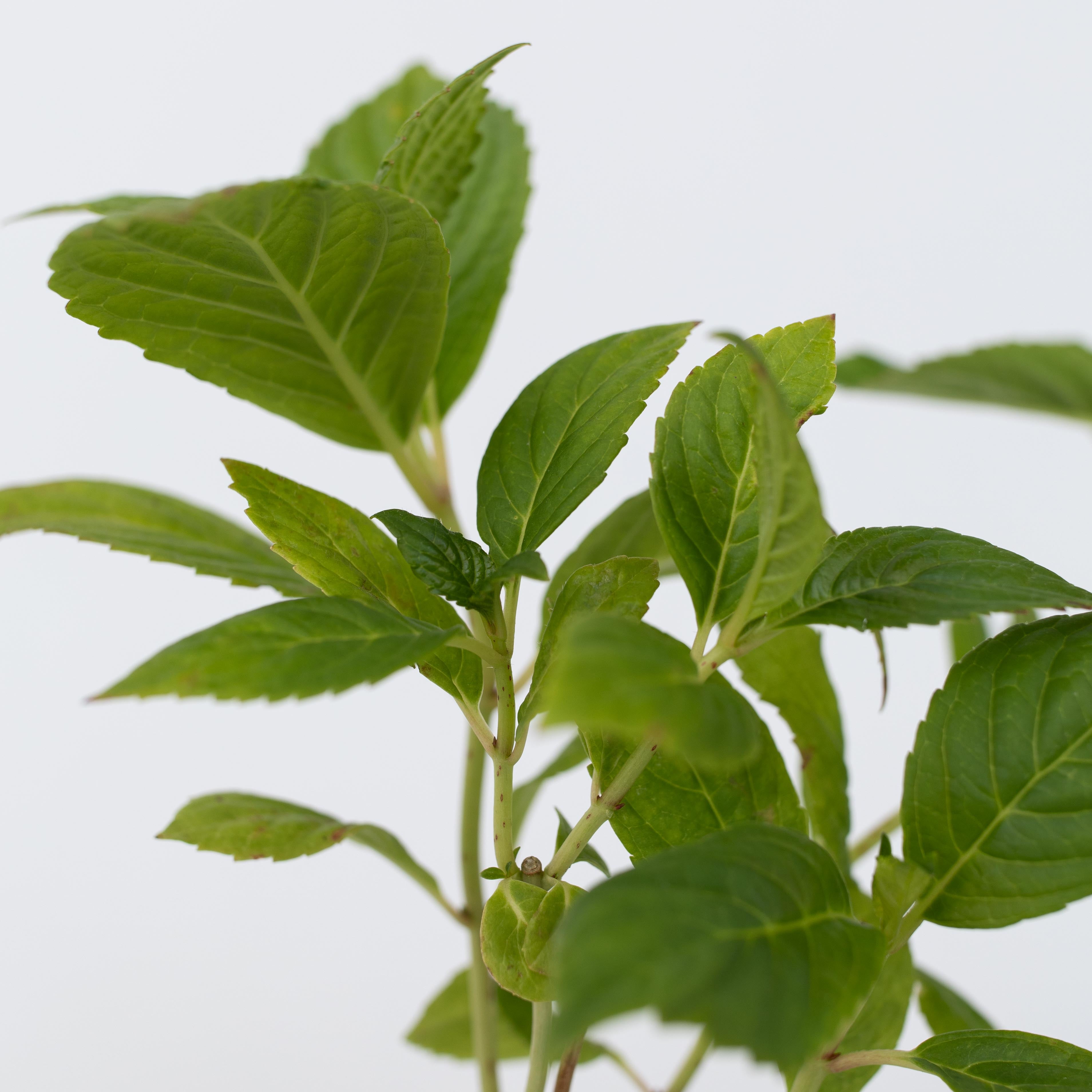 Havehortensia - Sæt med 3 - Hydrangea macrophylla 'Wudu'
