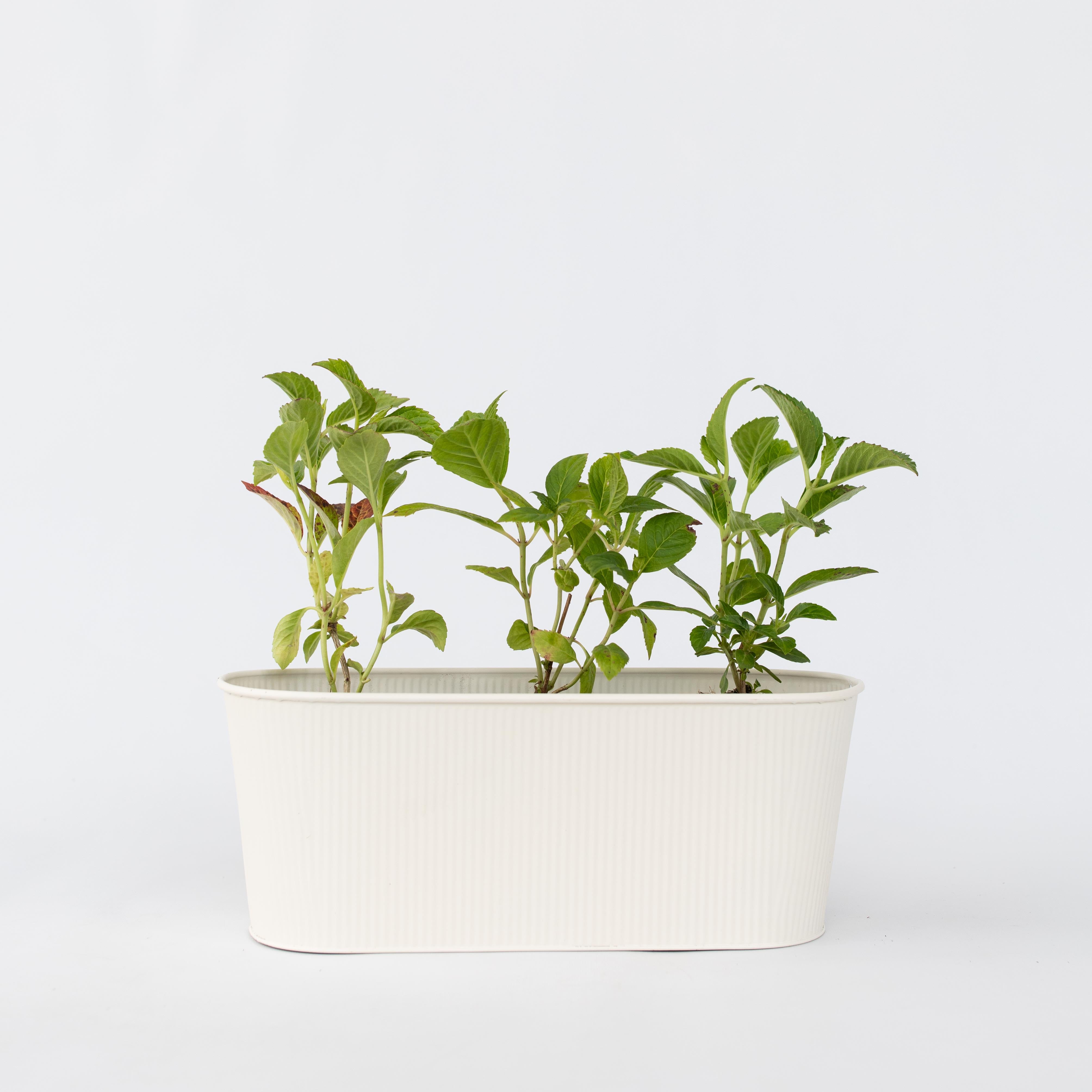 Havehortensia - Sæt med 3 - Hydrangea macrophylla 'Wudu'