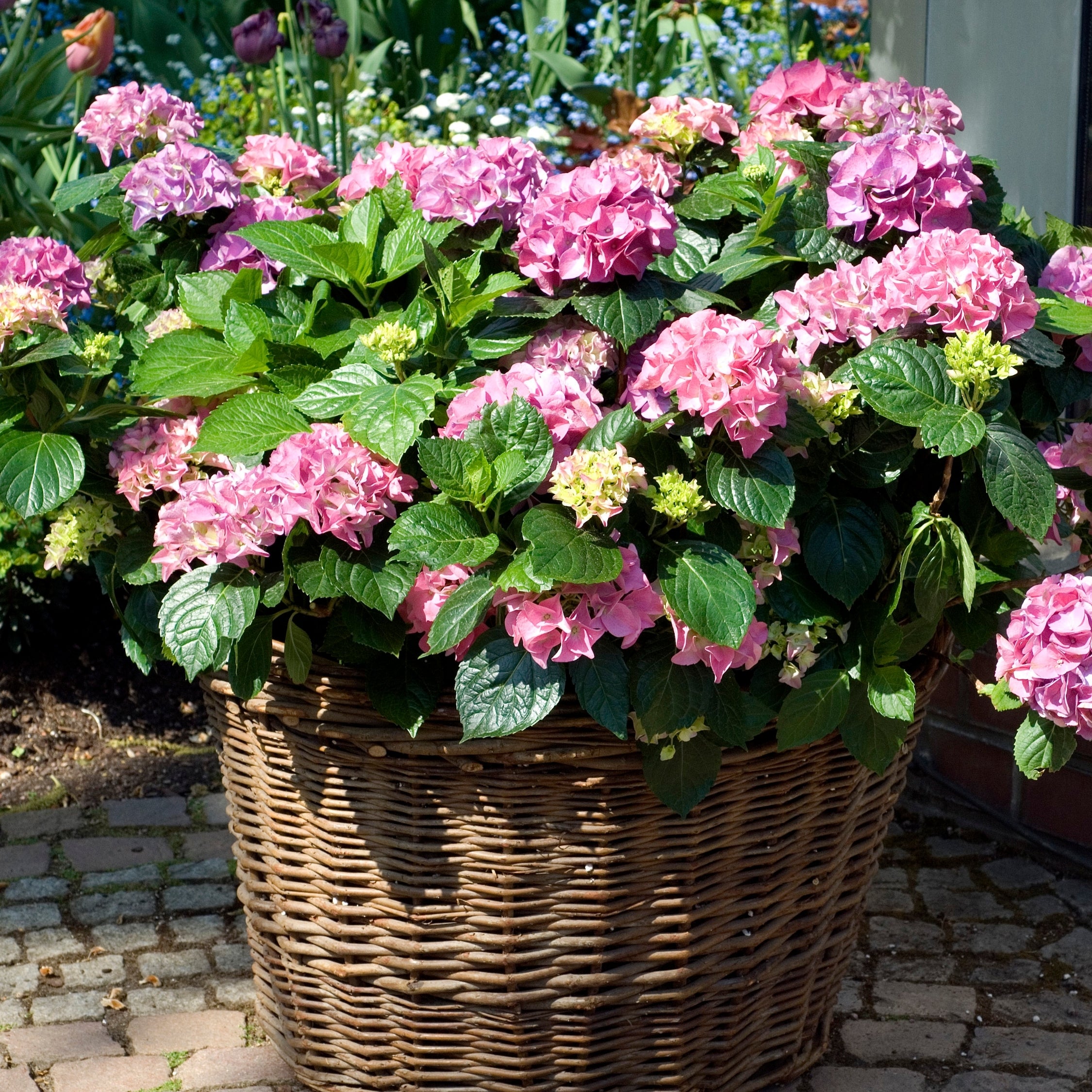 Havehortensia - Sæt med 3 - Hydrangea 'Early Pink'