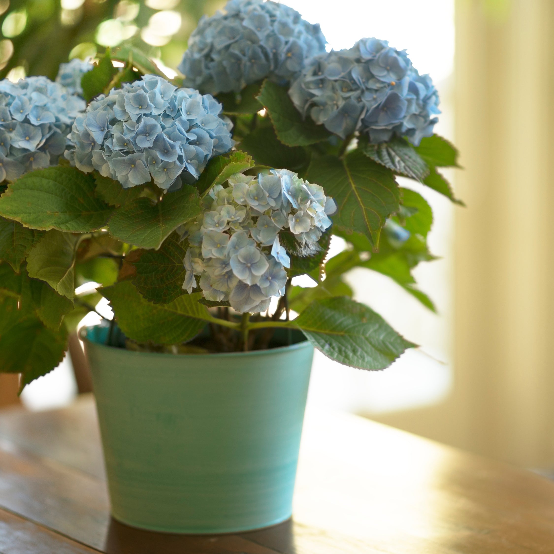 Hortensia - Sæt 3 - Hydrangea macrophylla teller 'Nizza'