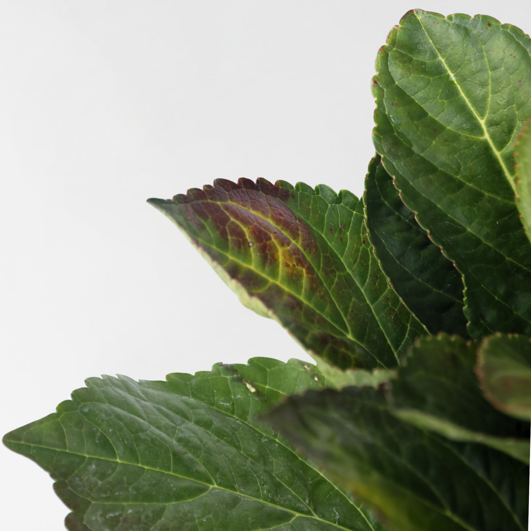 Hortensia - Sæt 3 - Hydrangea macrophylla teller 'Nizza'