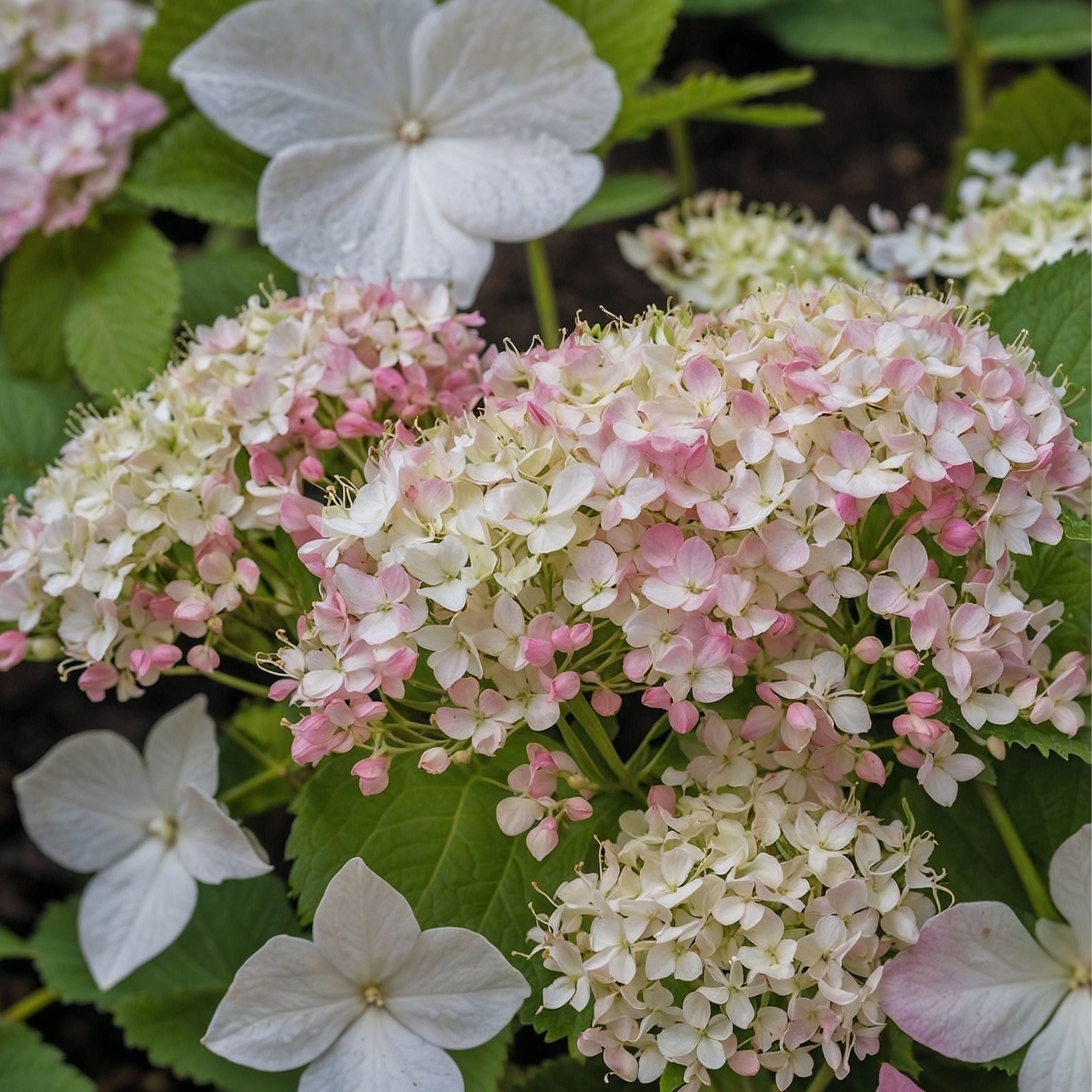Hortensia - Sæt 3 - Hydrangea macrophylla teller 'Benxi'