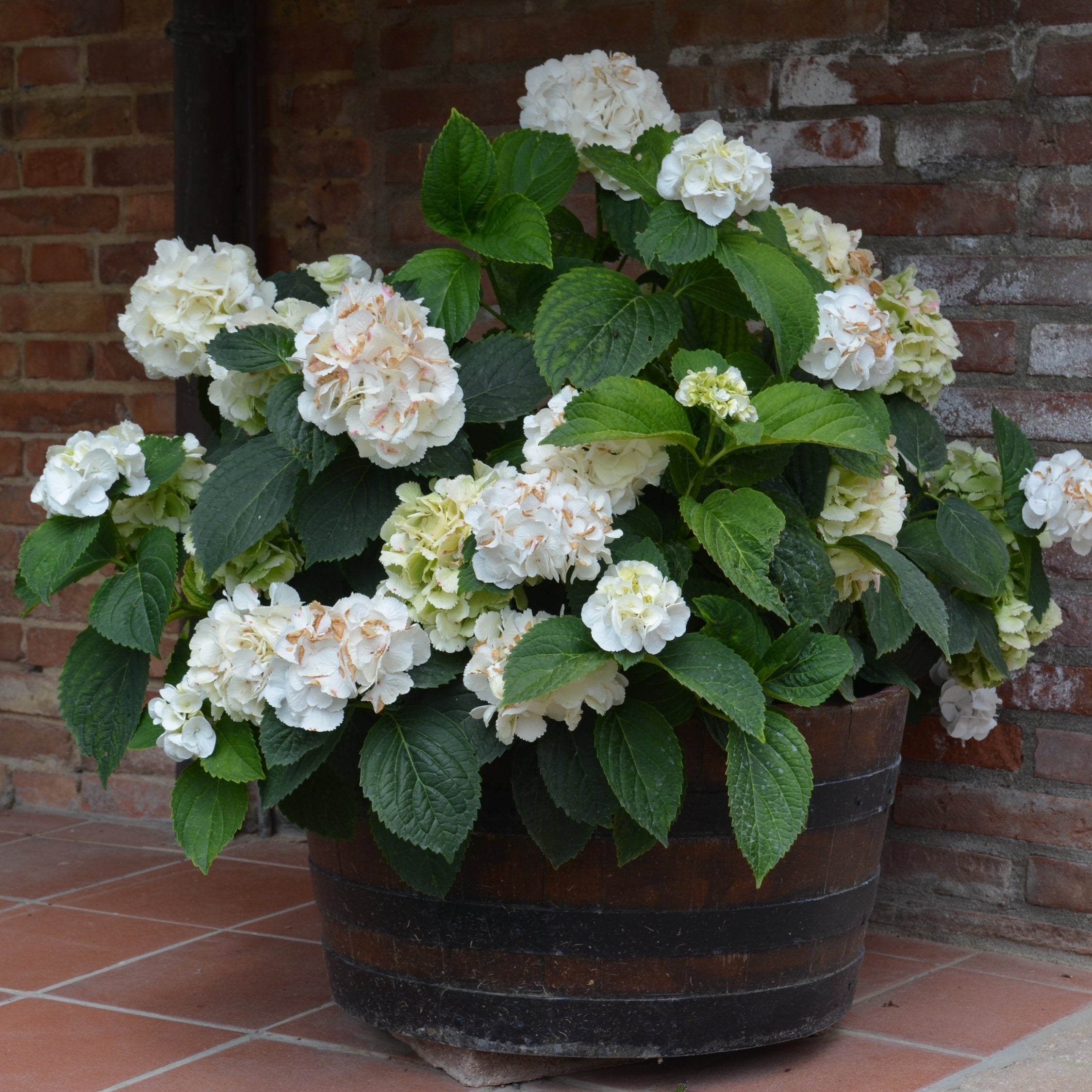 Hortensia - Sæt 3 - Hydrangea macrophylla teller 'Benxi'