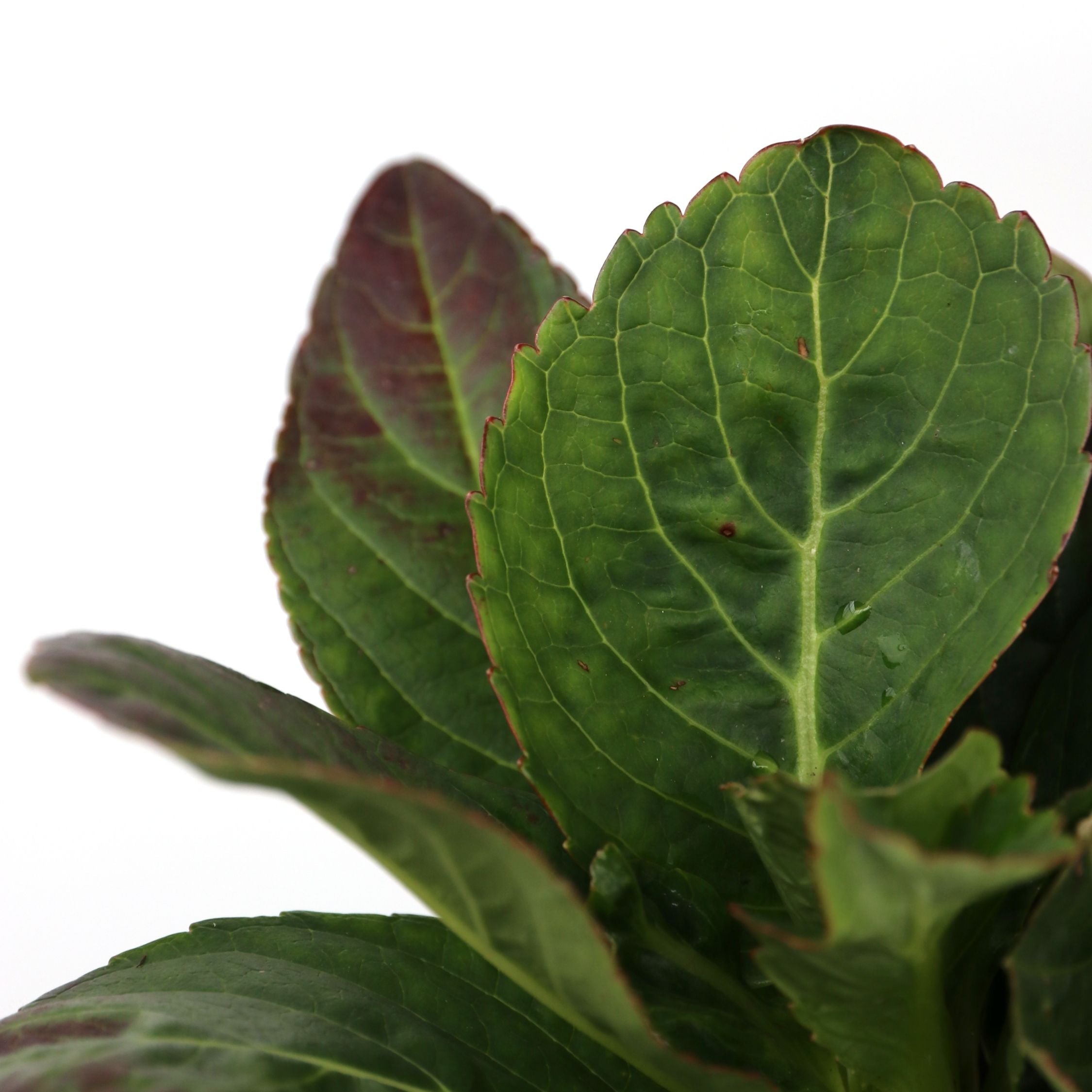 Hortensia - Sæt 3 - Hydrangea macrophylla teller 'Benxi'