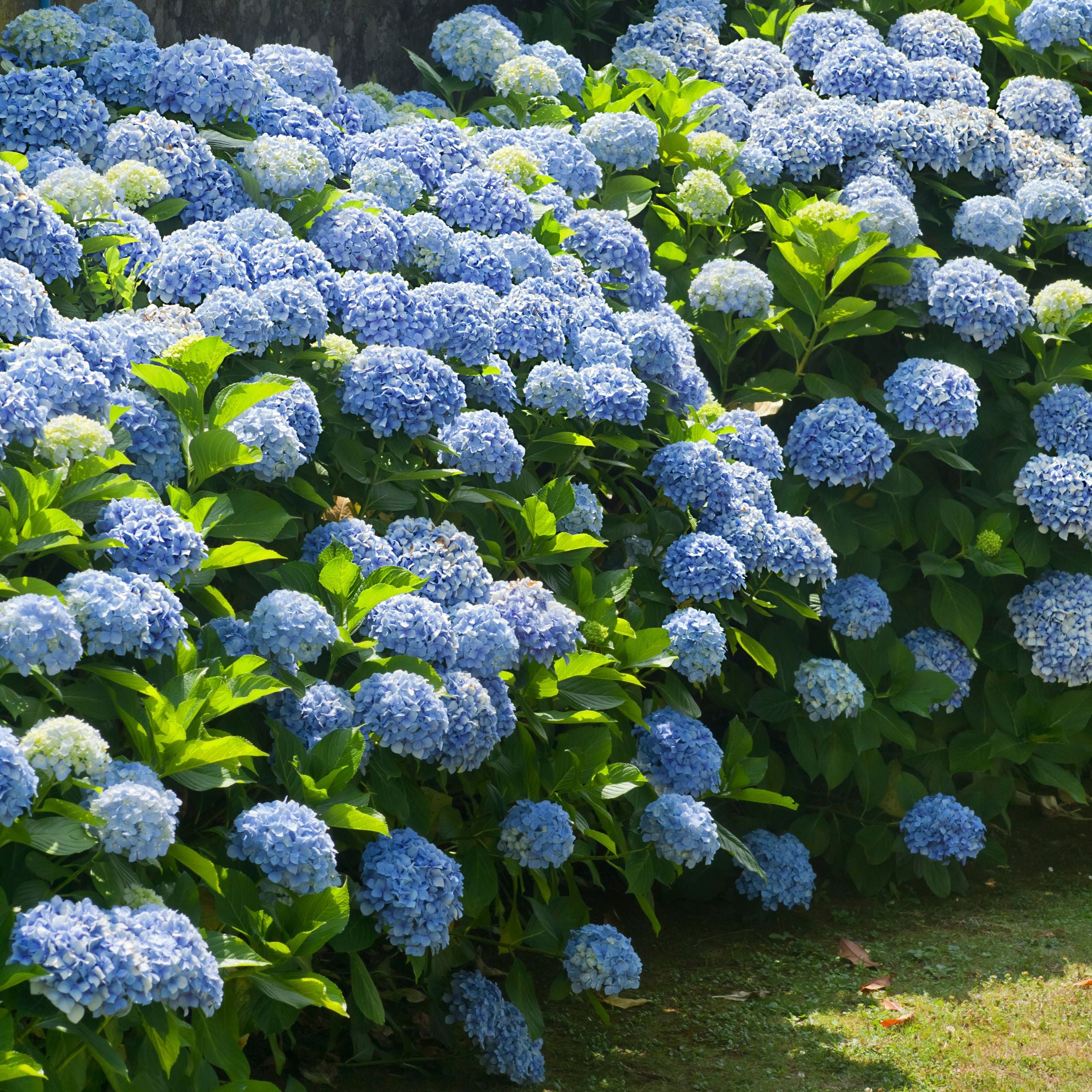 Hortensia - Sæt med 3 - Hydrangea macrophylla