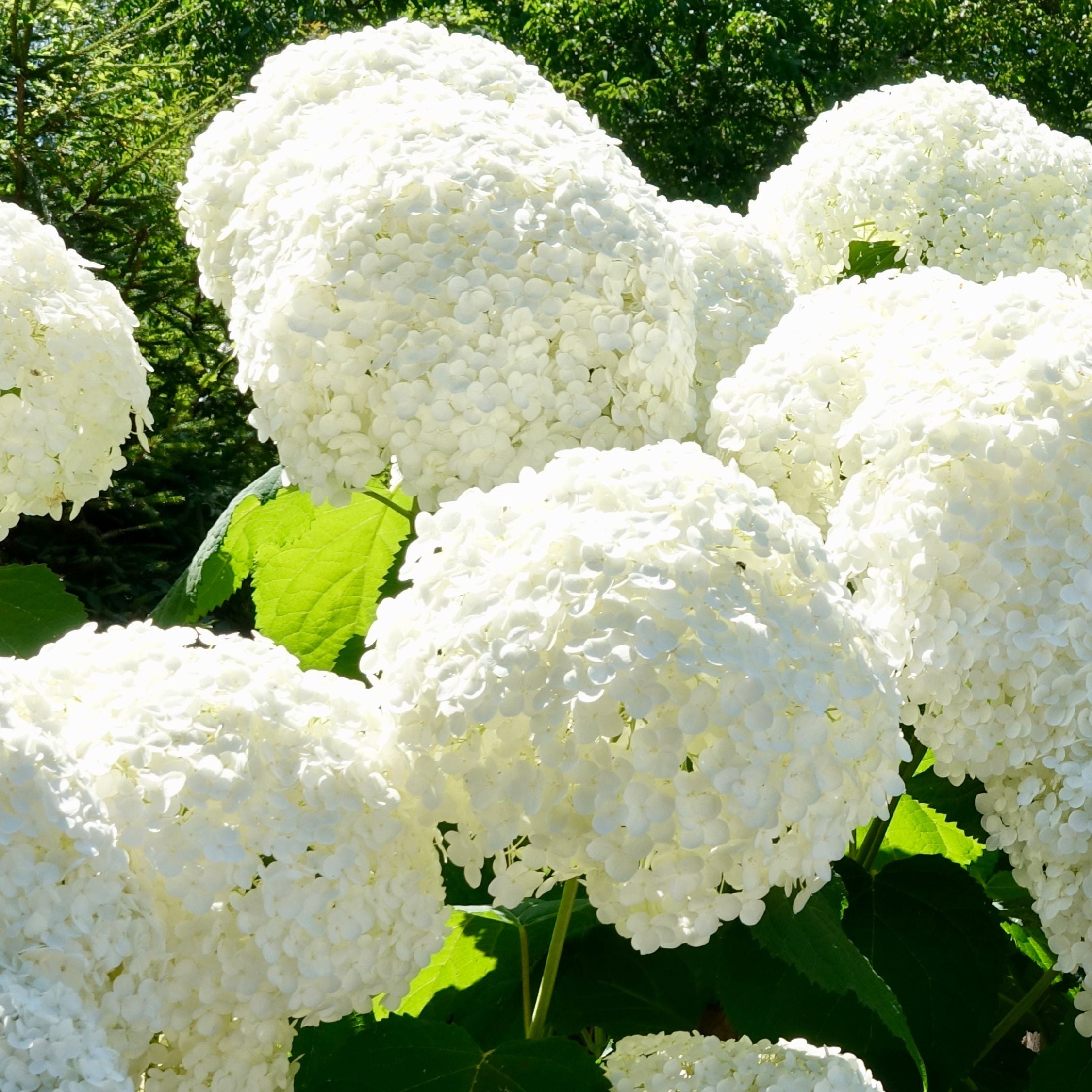 Hortensia - Sæt med 3 - Hydrangea macrophylla