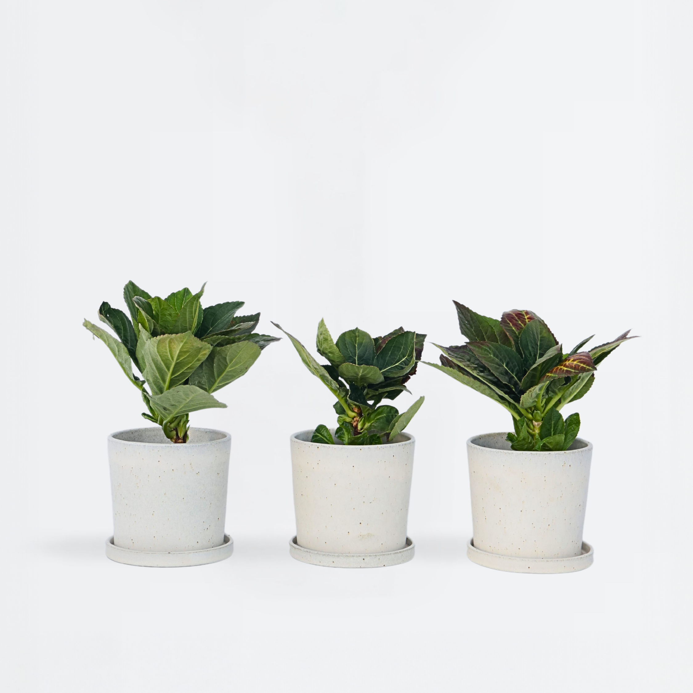 Hortensia - Sæt med 3 - Hydrangea macrophylla