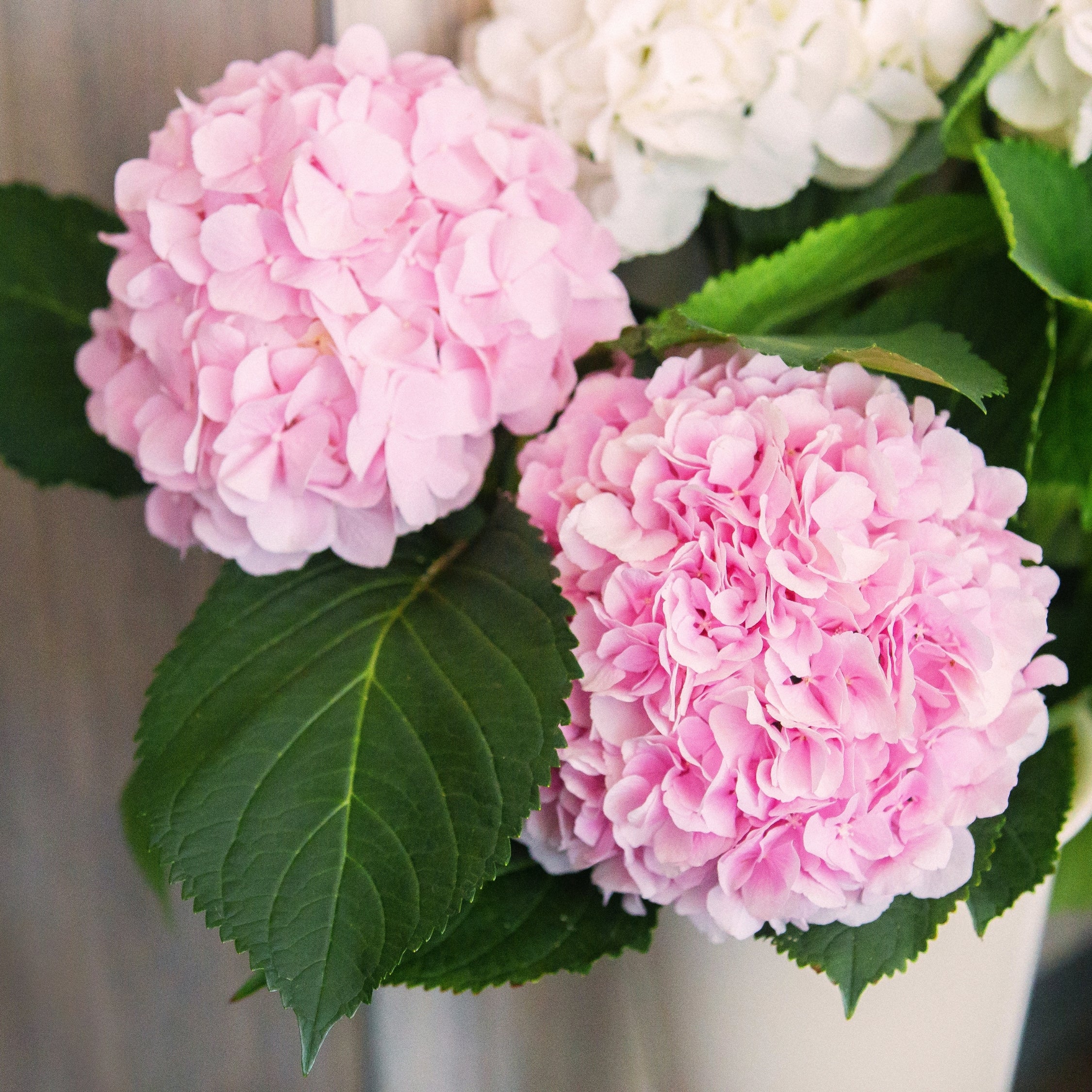 Hortensia - Sæt med 3 - Hydrangea macrophylla
