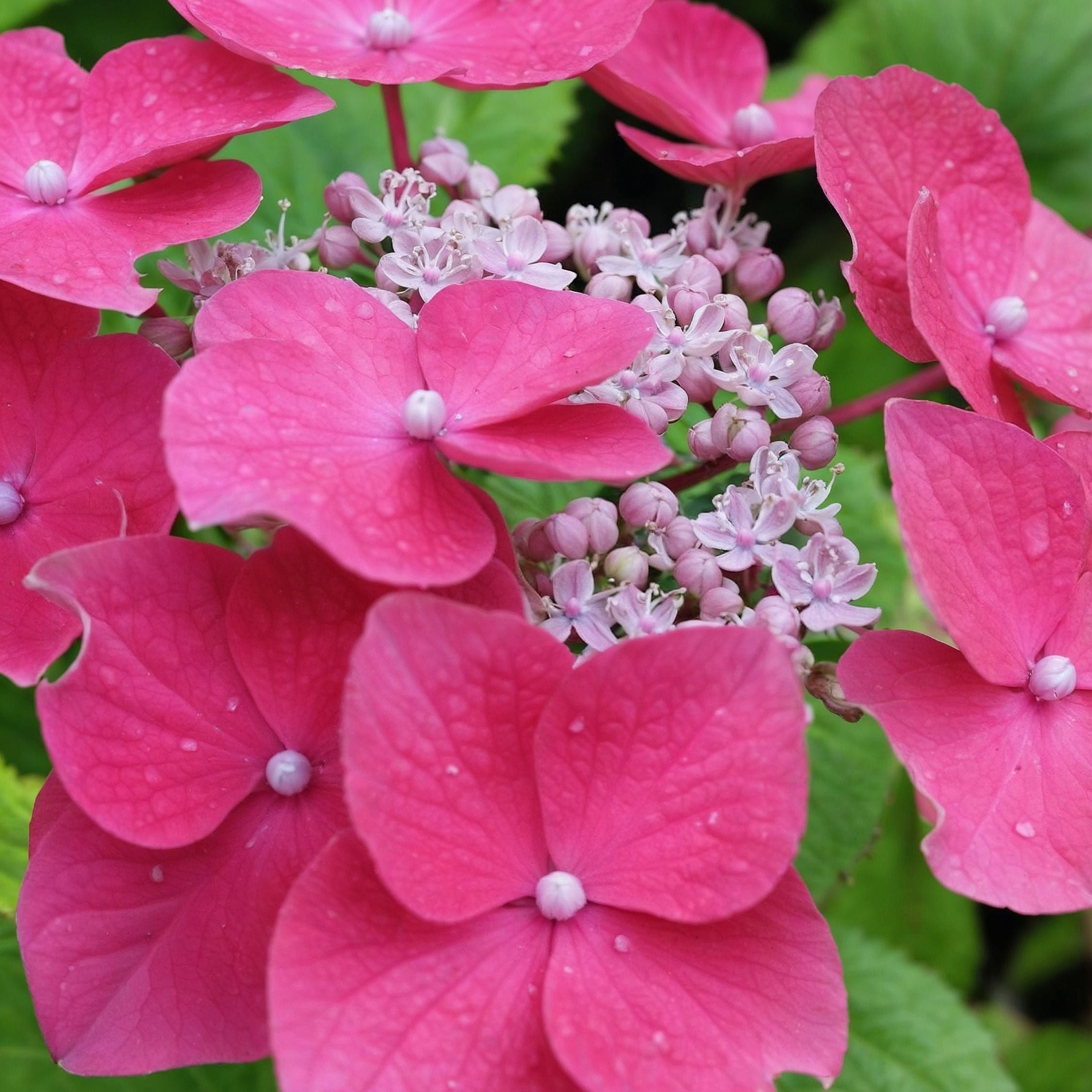 Hortensia - Sæt med 3 - Hydrangea macrophylla