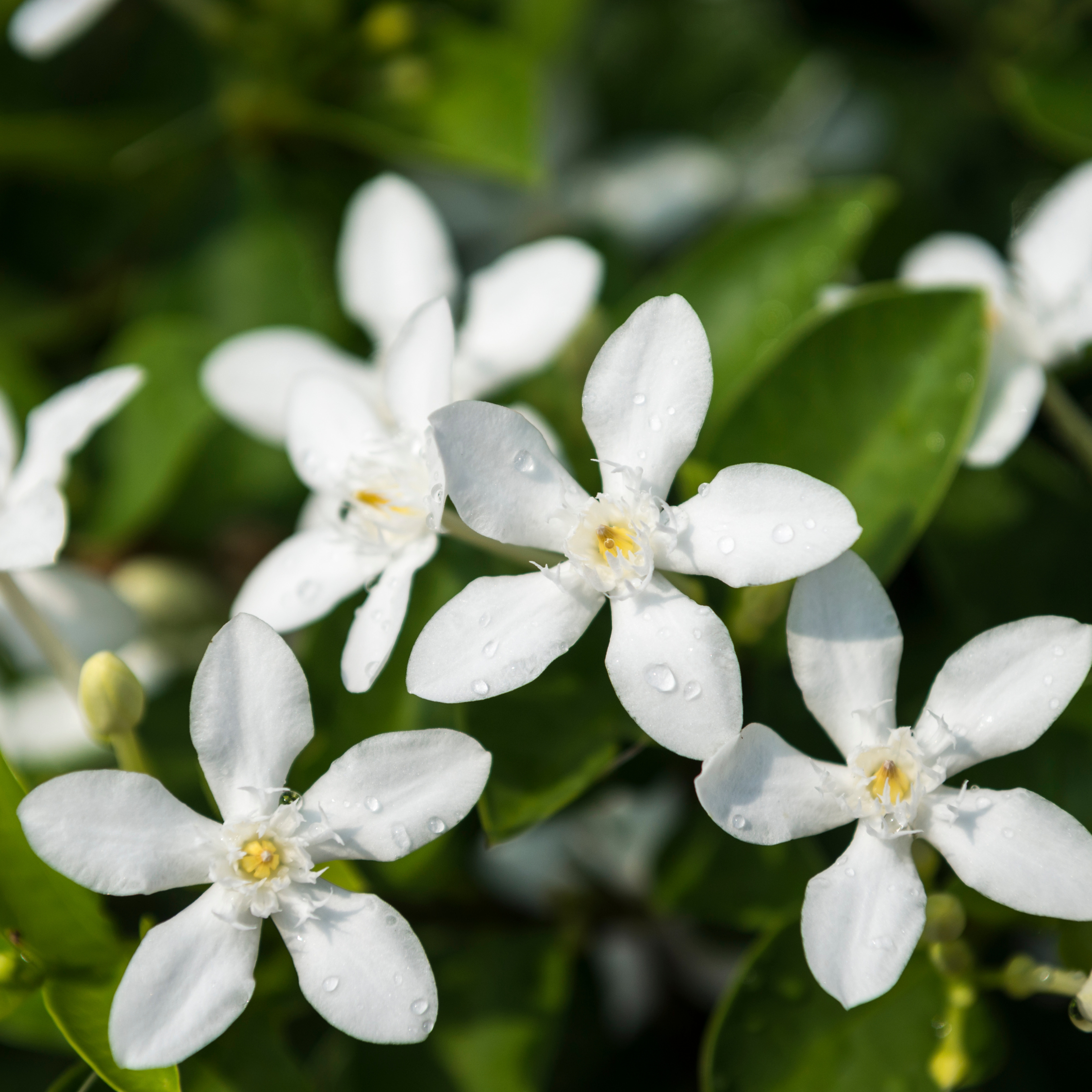 Stjernejasmin - Sæt 2 - Trachelospermum jasminoides