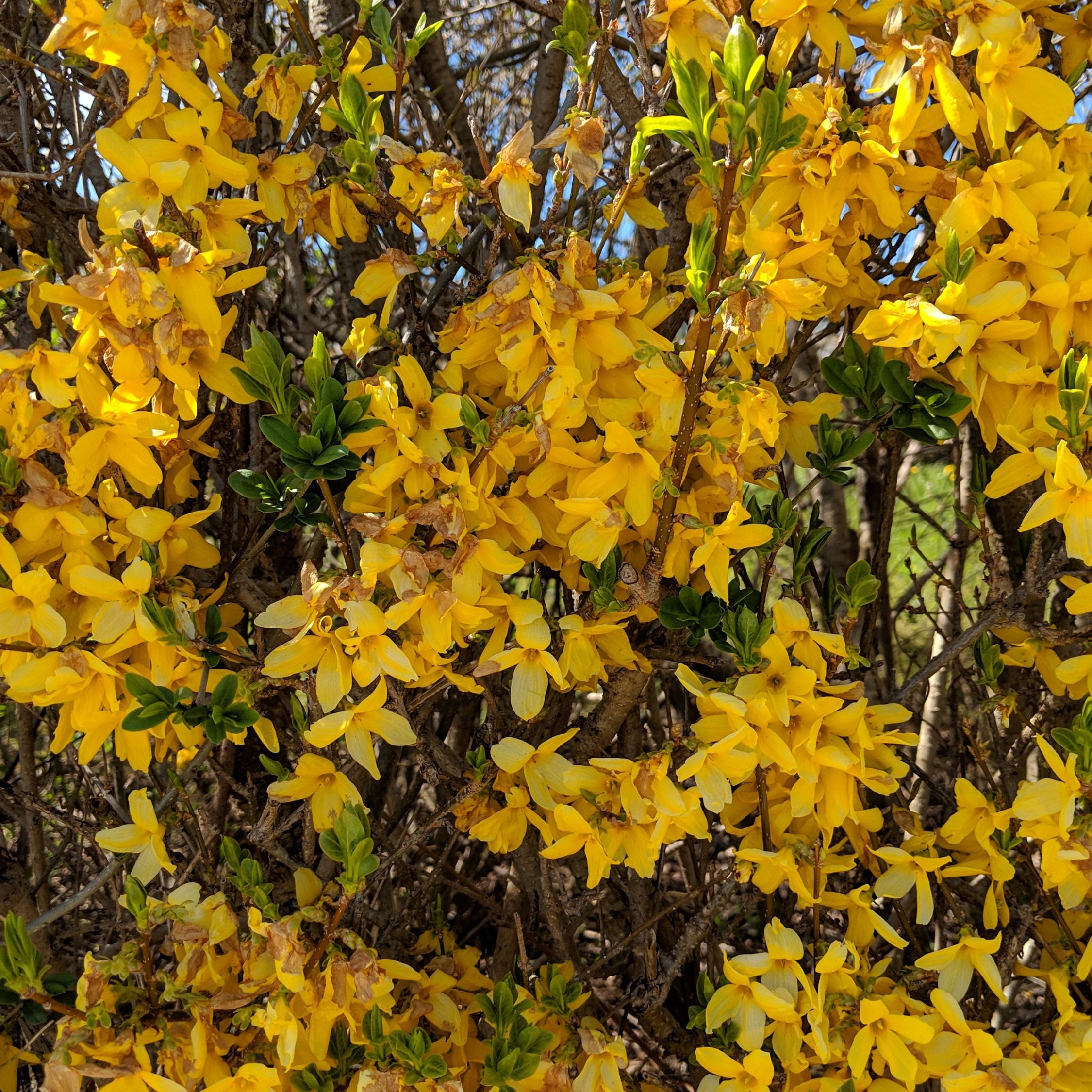 Stjernejasmin - Sæt med 3 - Trachelospermum jasminoides