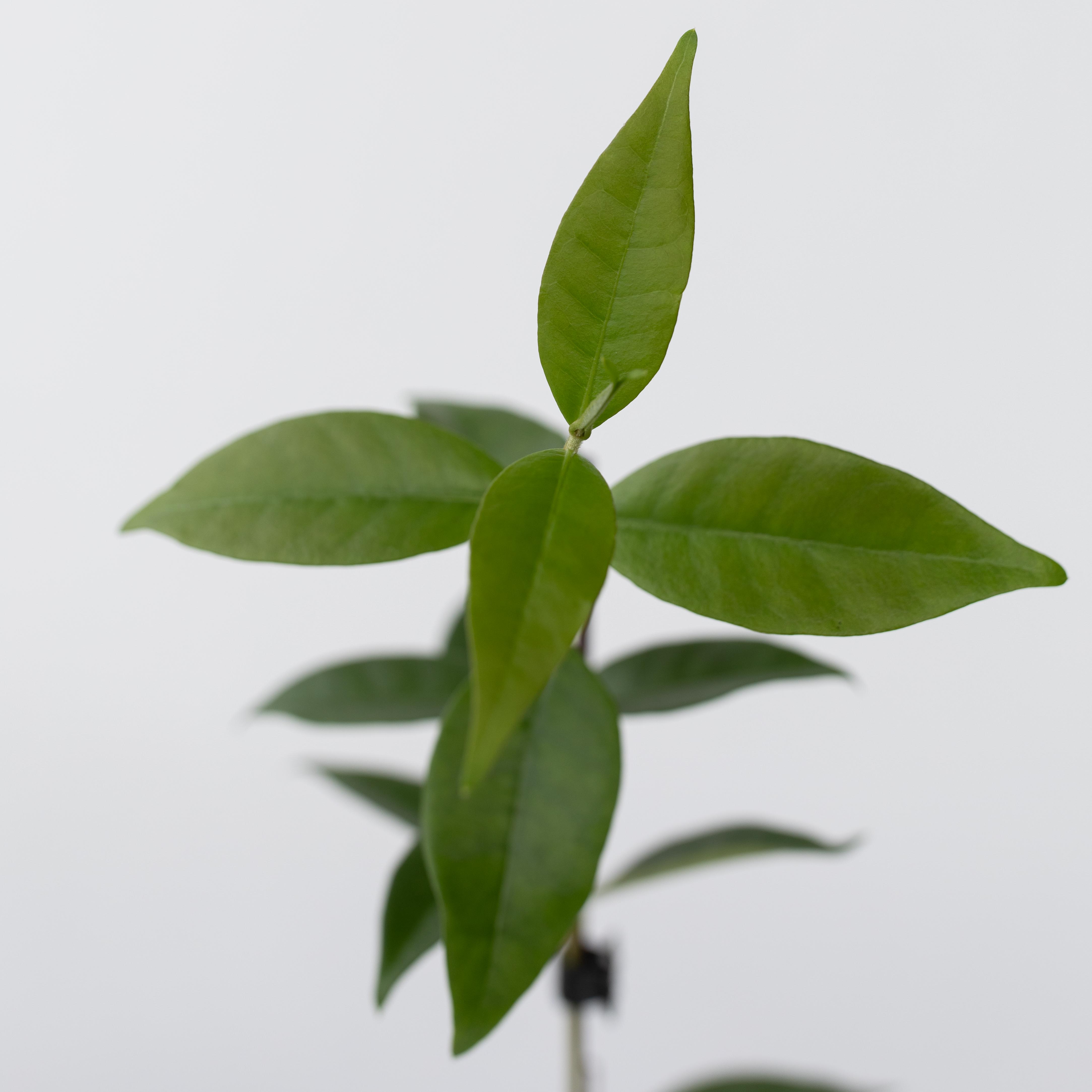 Stjernejasmin - Sæt med 3 - Trachelospermum jasminoides