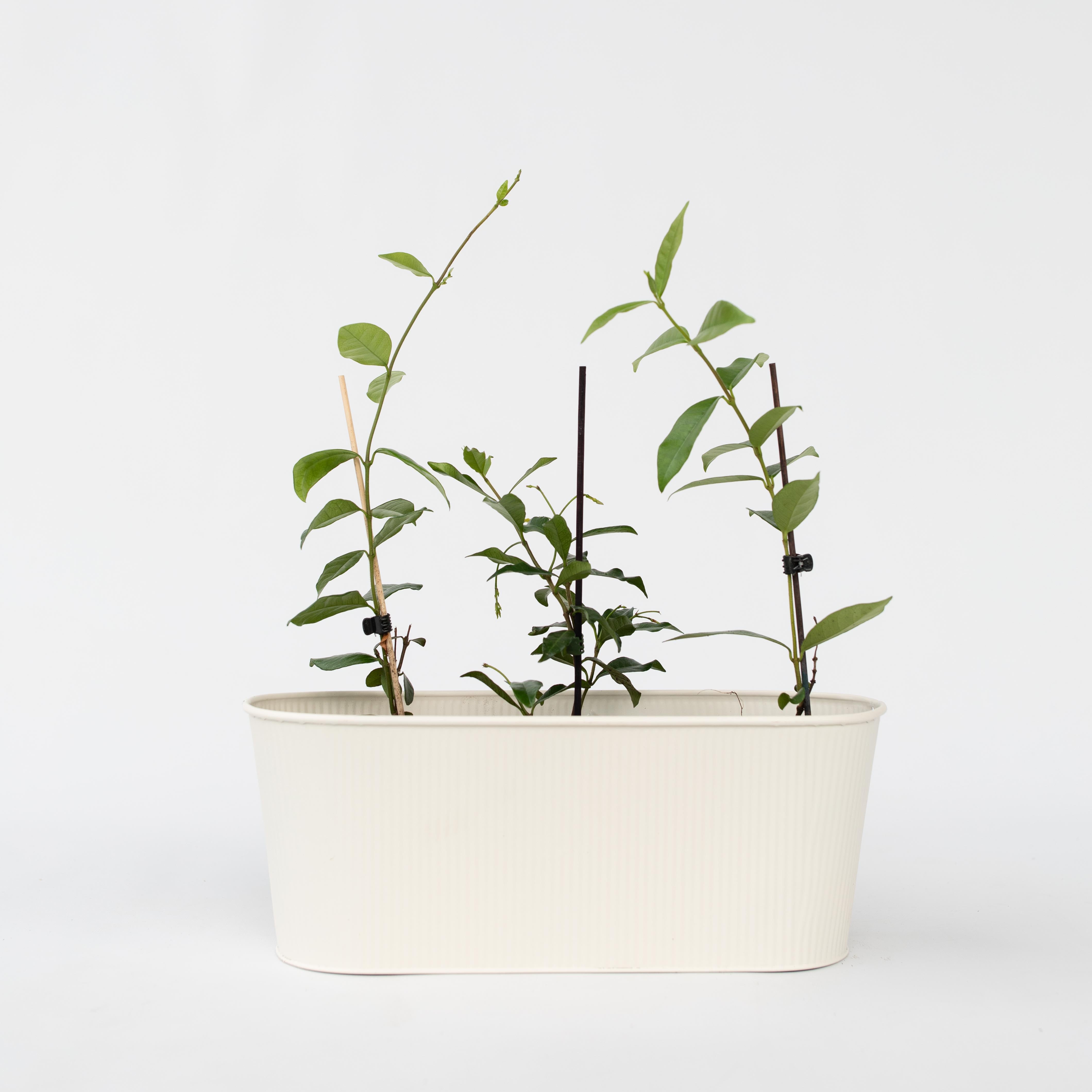 Stjernejasmin - Sæt med 3 - Trachelospermum jasminoides