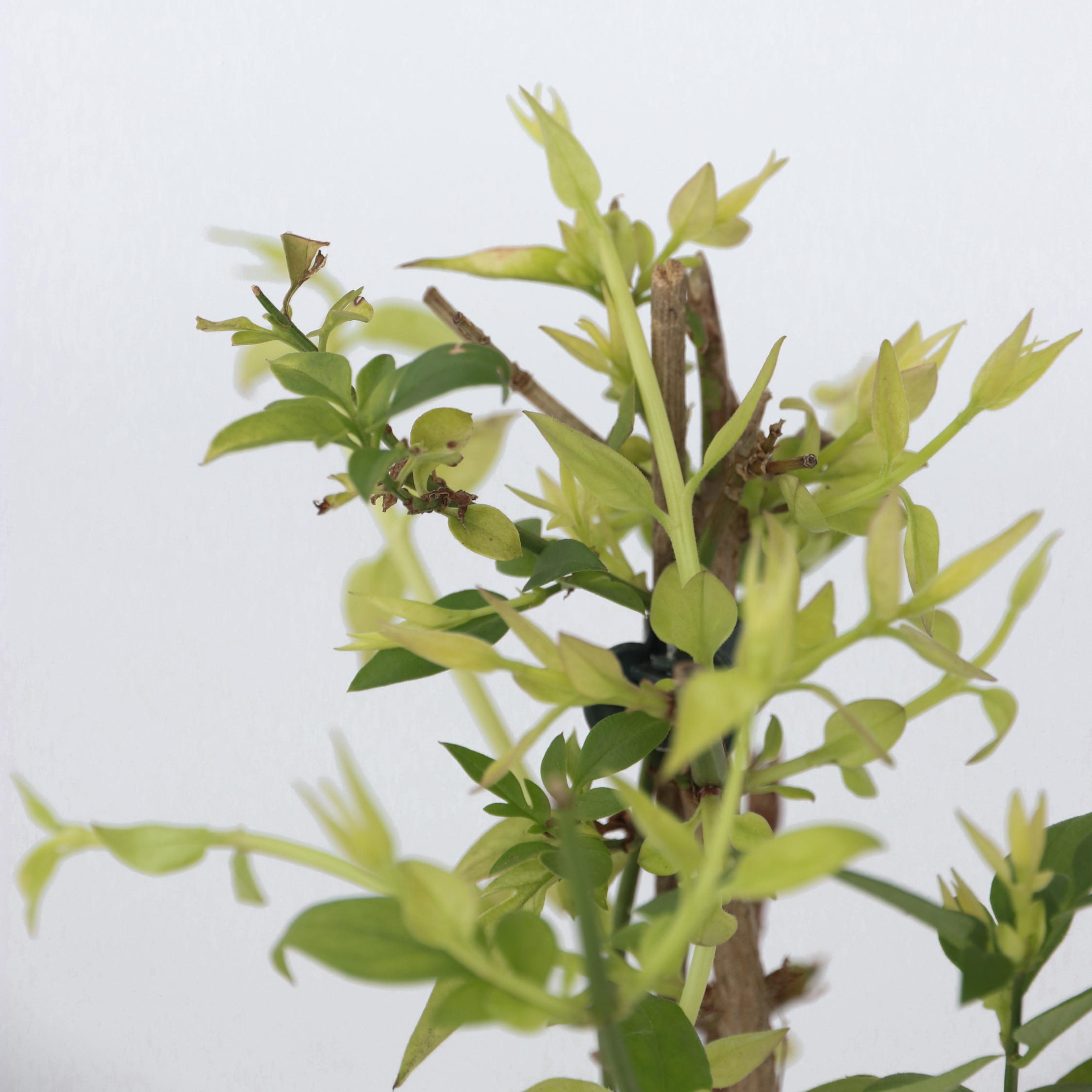 Jasmin - Sæt med 3 - Jasminum 'Summer Scent'