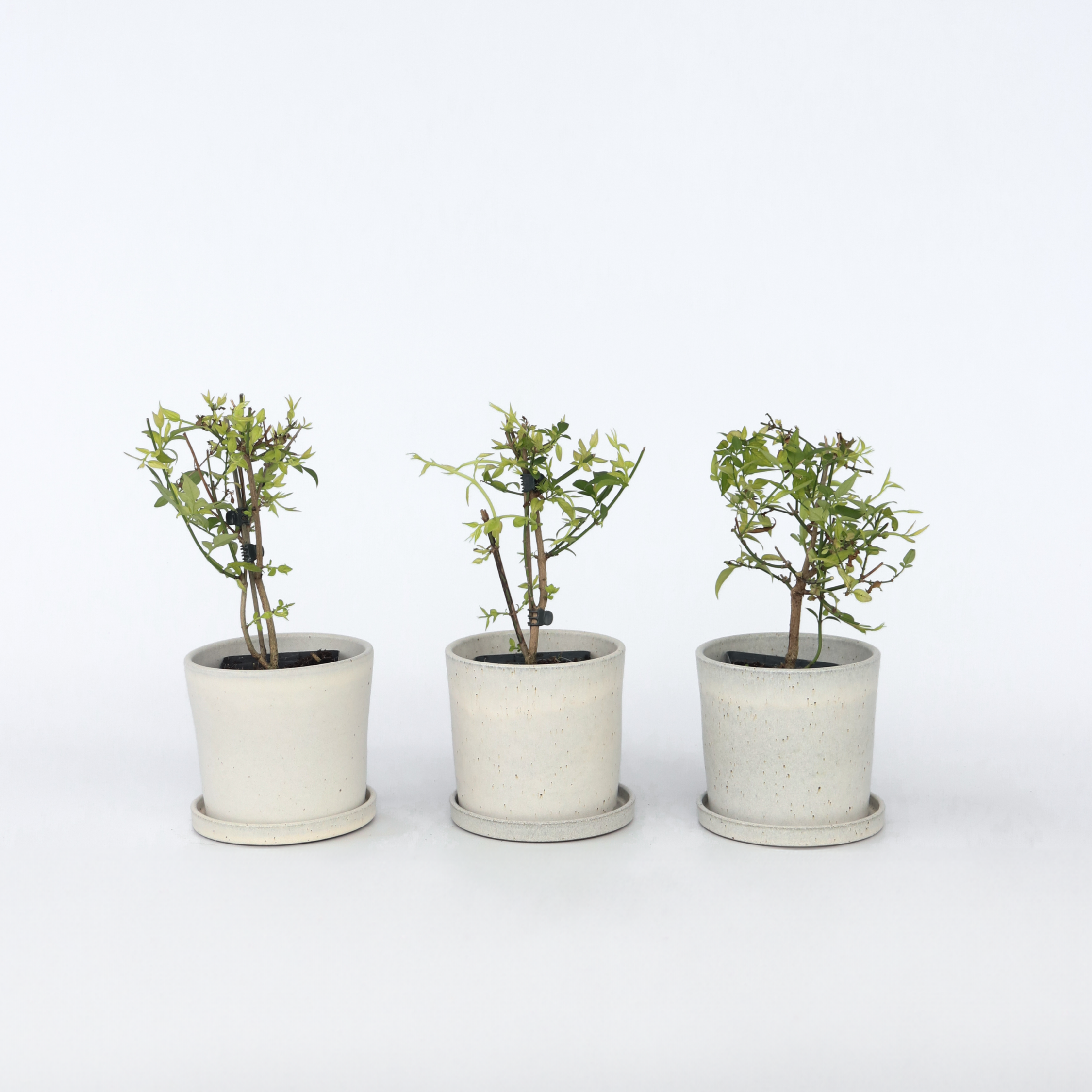 Jasmin - Sæt med 3 - Jasminum 'Summer Scent'