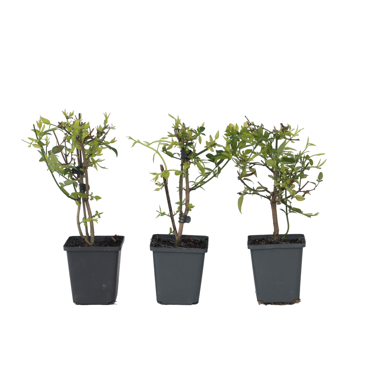 Jasmin - Sæt med 3 - Jasminum 'Summer Scent'