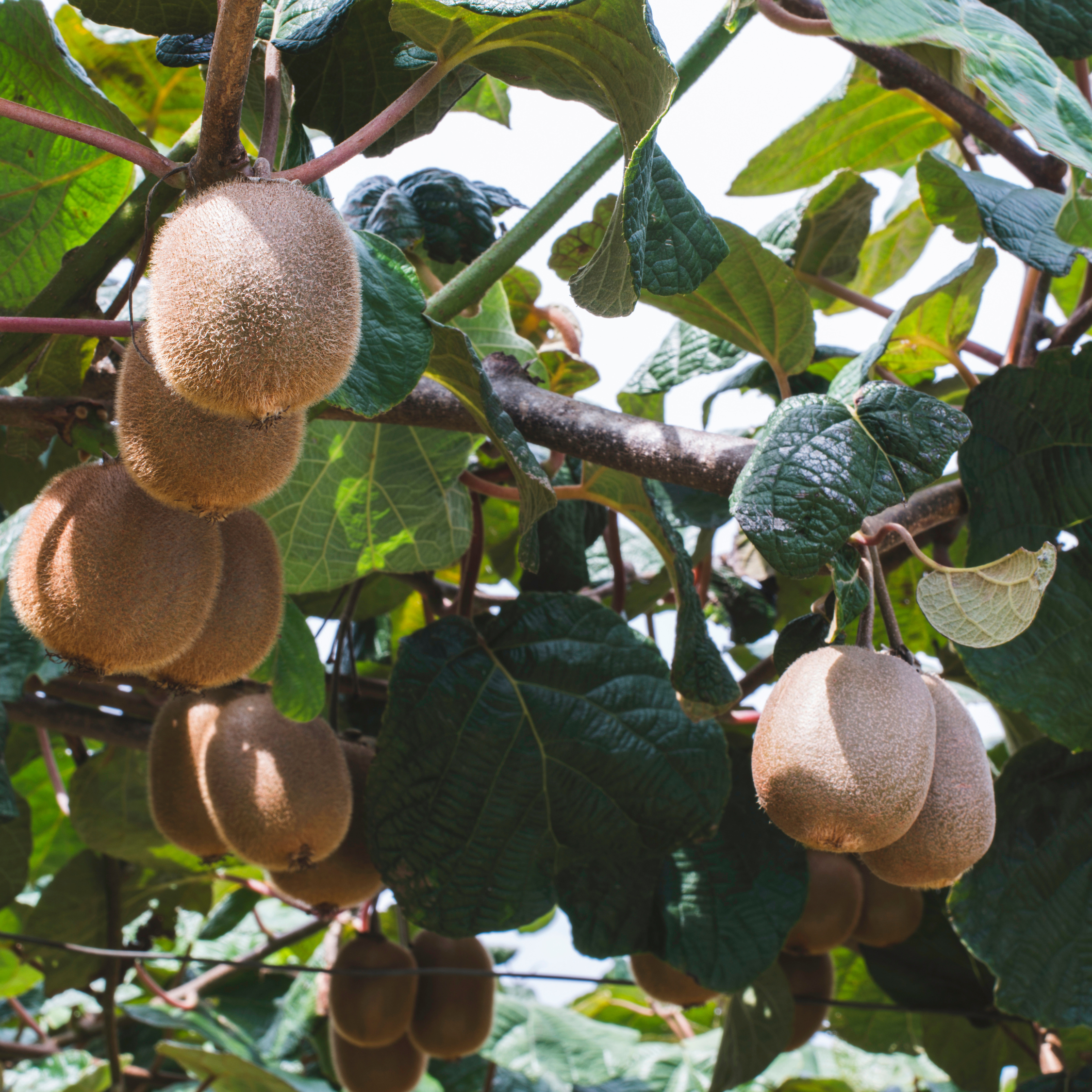 Kiwi plante - Sæt med 3 - Actinidia deliciosa 'Jenny'