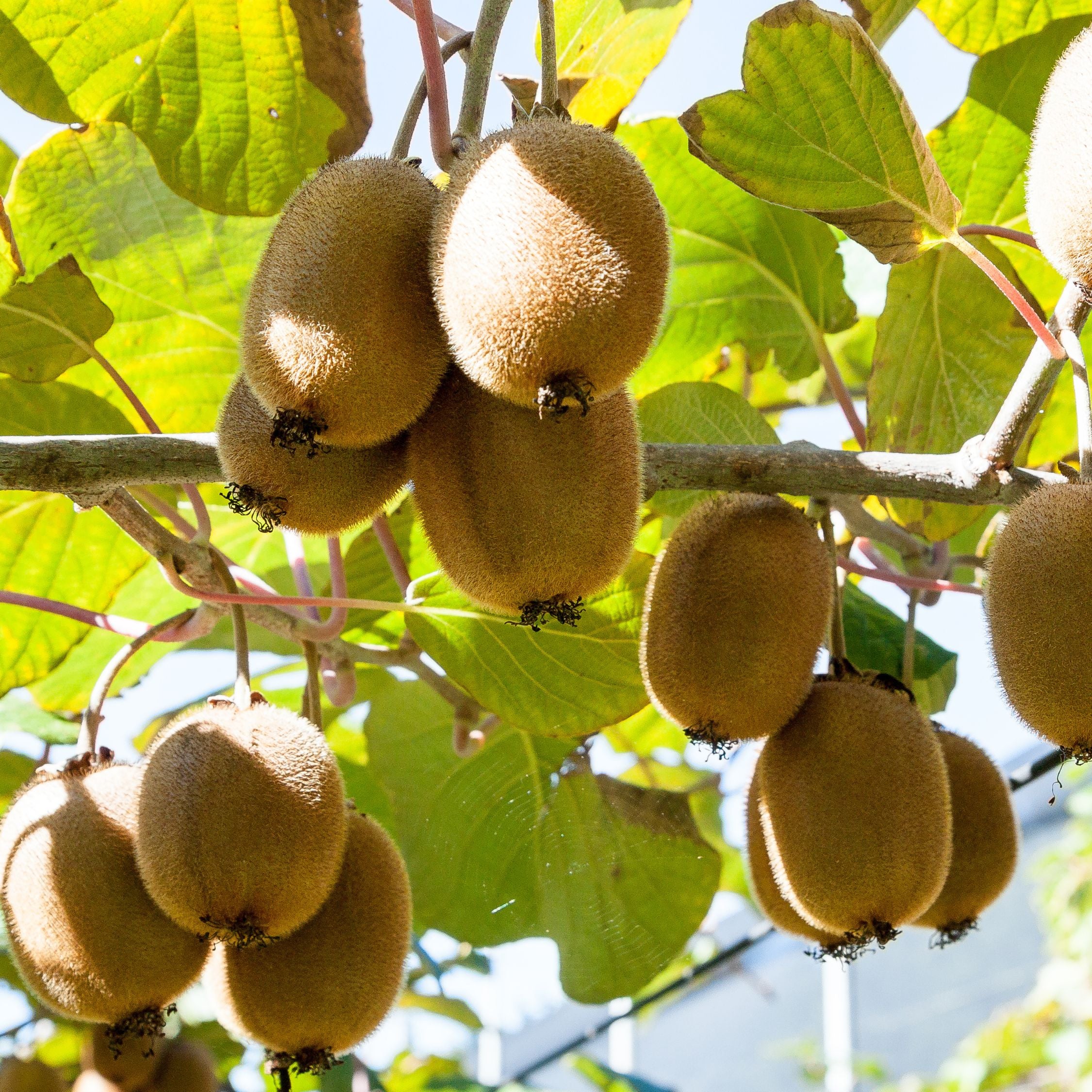 Kiwi plante - Sæt med 3 - Actinidia deliciosa 'Jenny'
