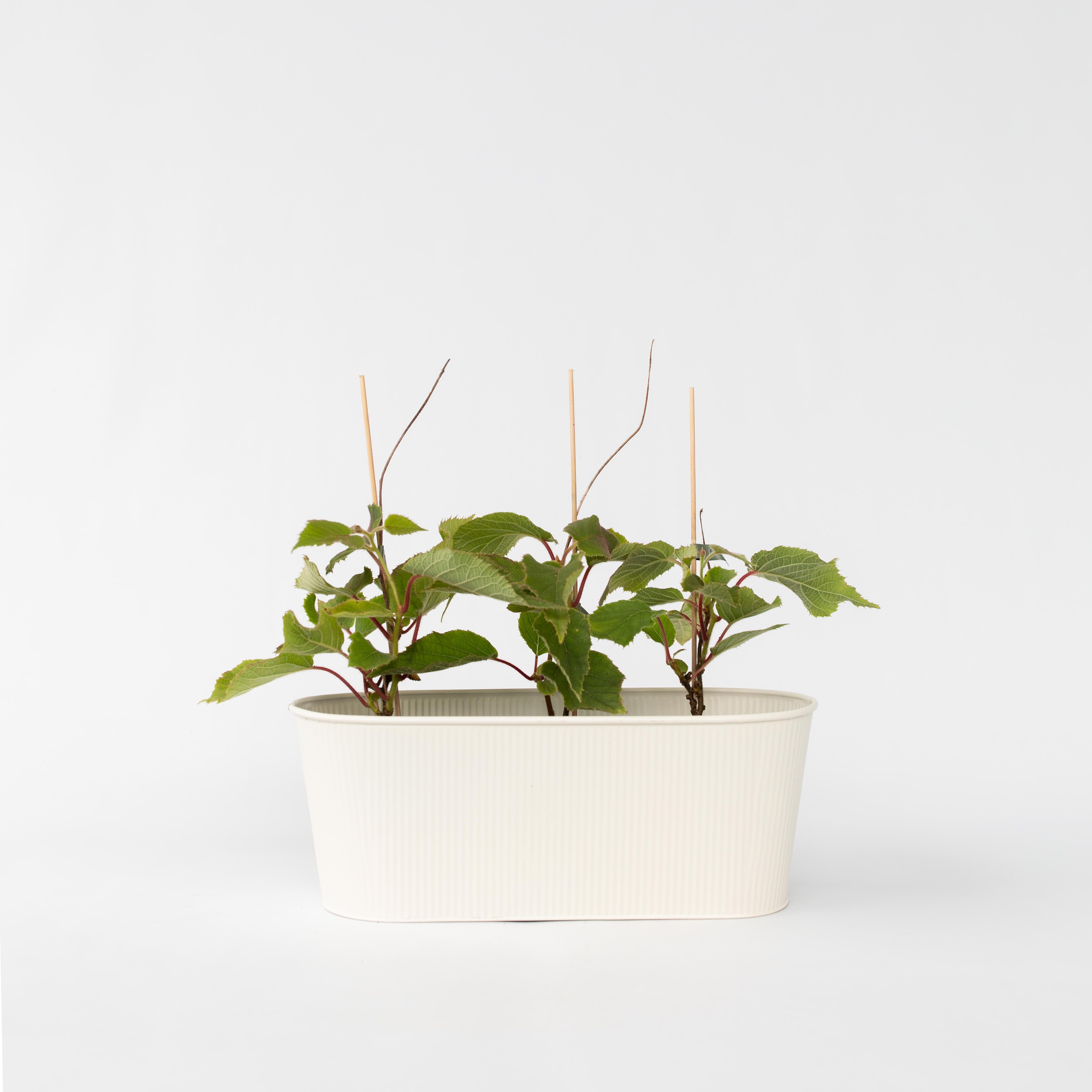 Kiwi plante - Sæt med 3 - Actinidia deliciosa 'Jenny'