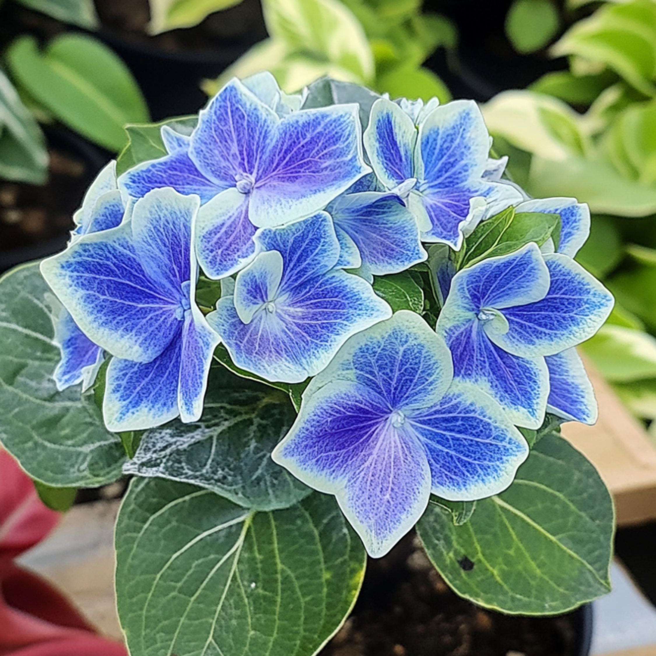 Havehortensia - Sæt med 3 | Hydrangea macrophylla 'Bavaria'