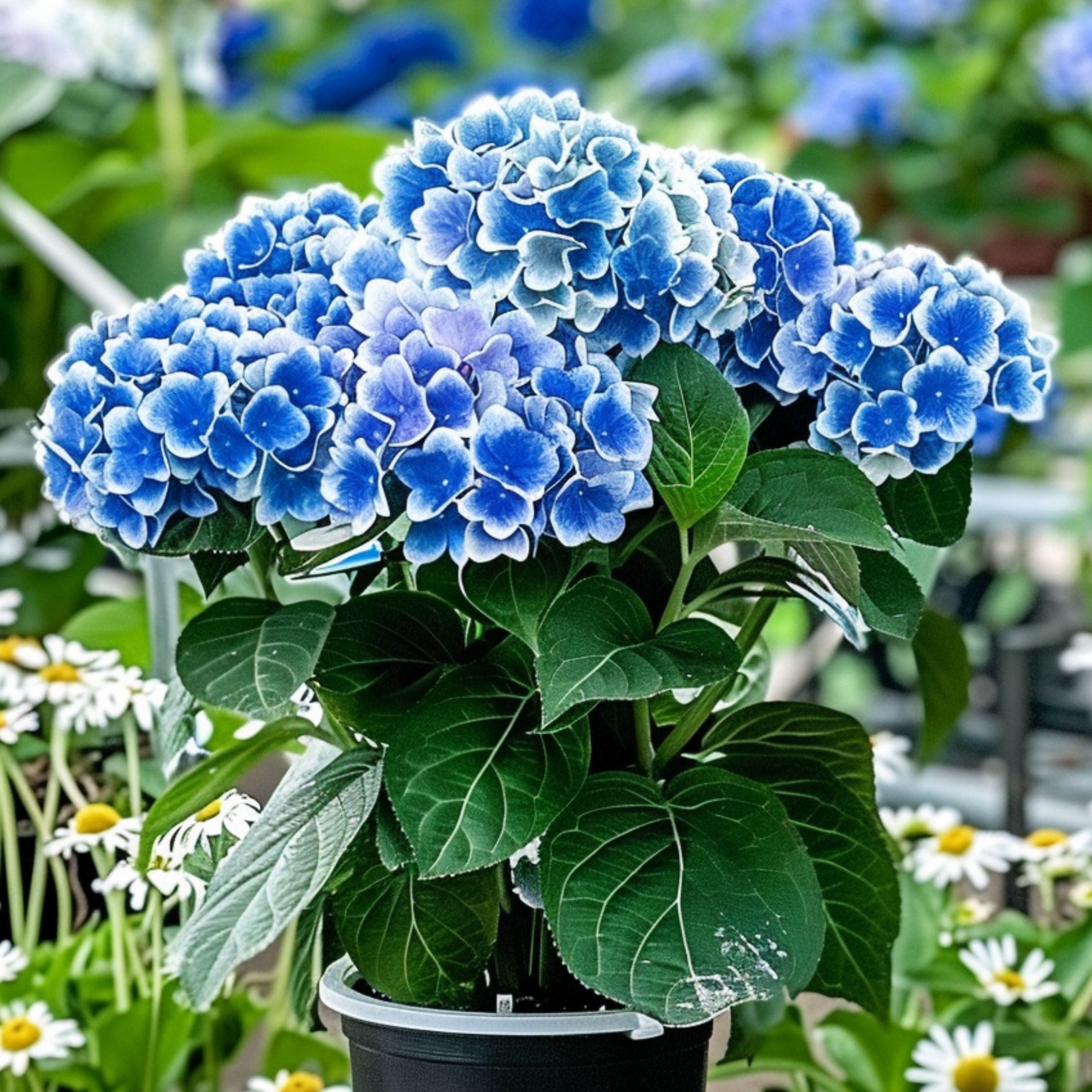 Havehortensia - Sæt med 3 | Hydrangea macrophylla 'Bavaria'