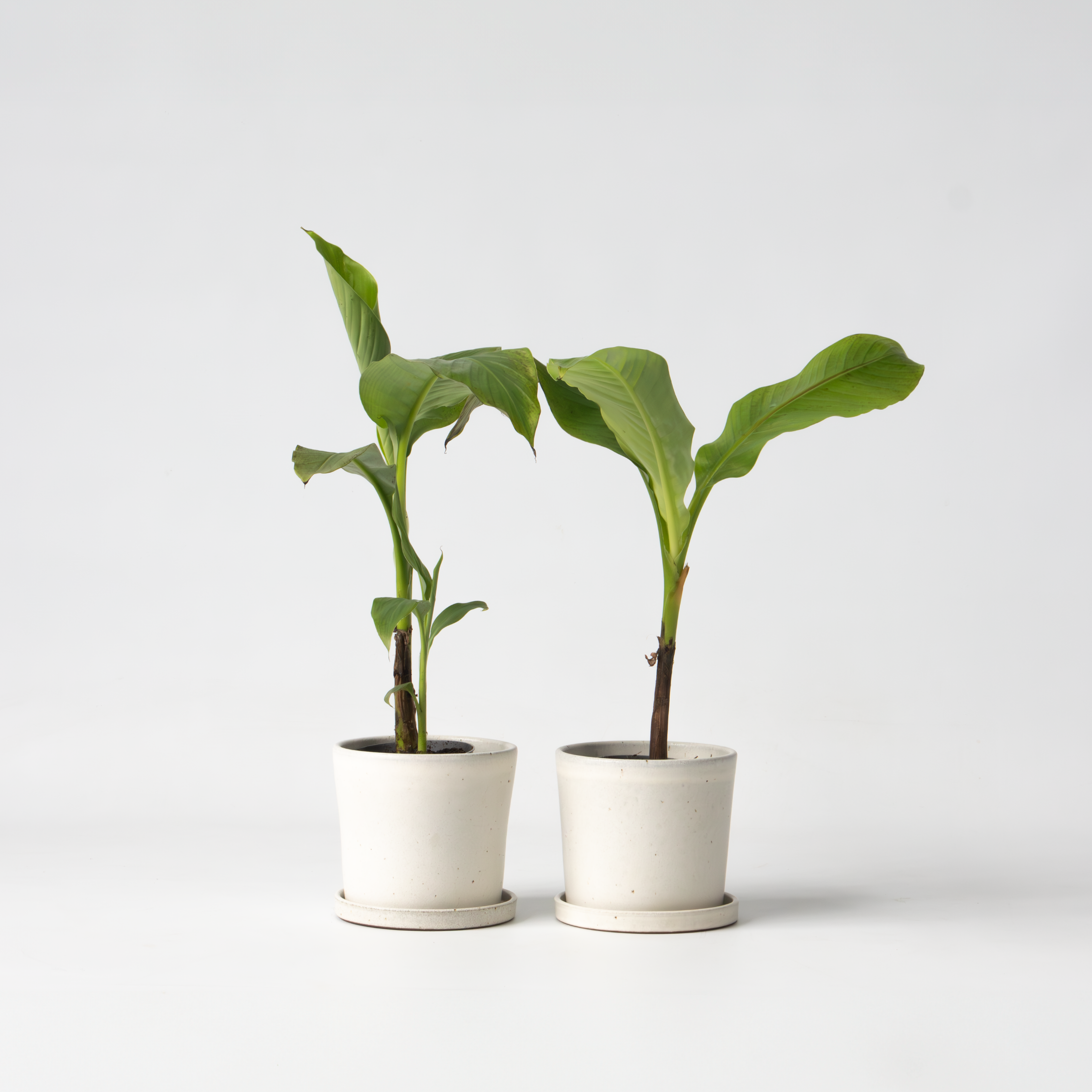 Bananpalme - Sæt med 2 - Musa basjoo