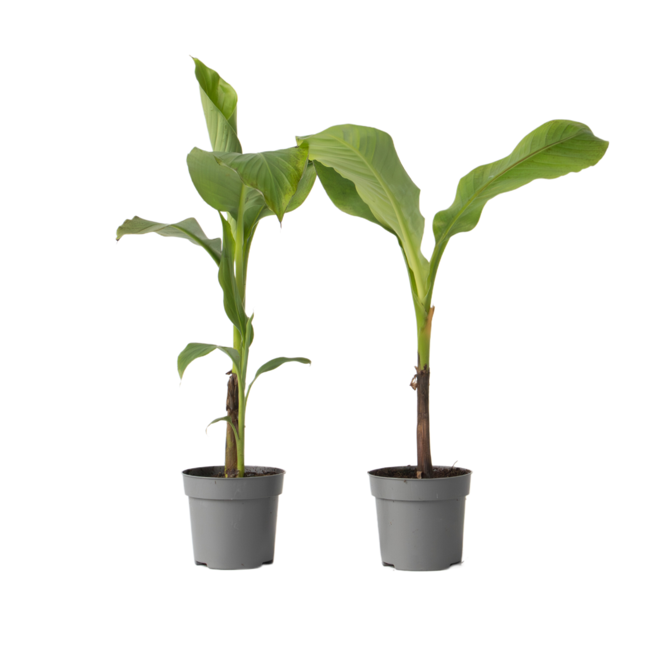 Bananpalme - Sæt med 2 - Musa basjoo