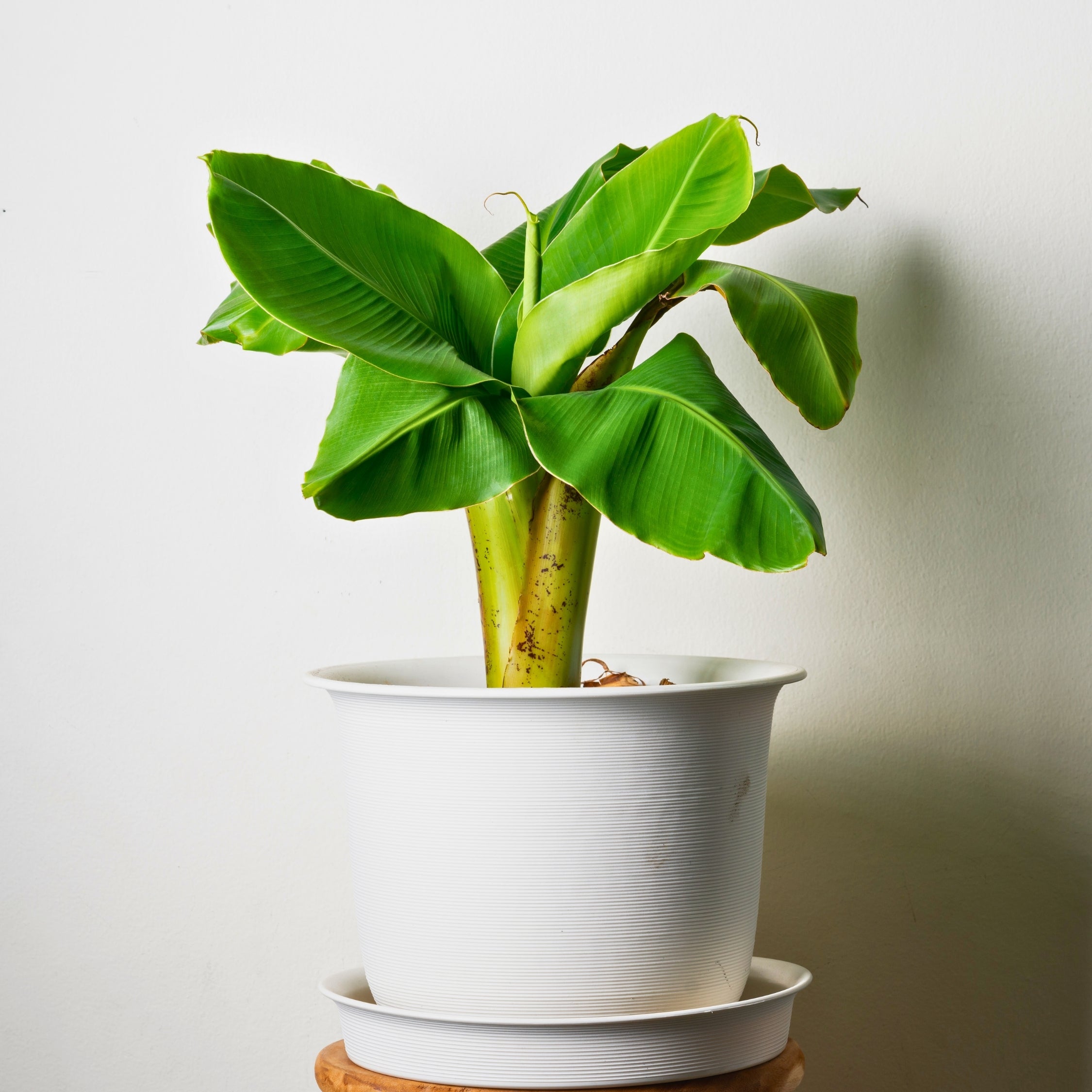 Bananpalme - Sæt med 3 - Musa basjoo