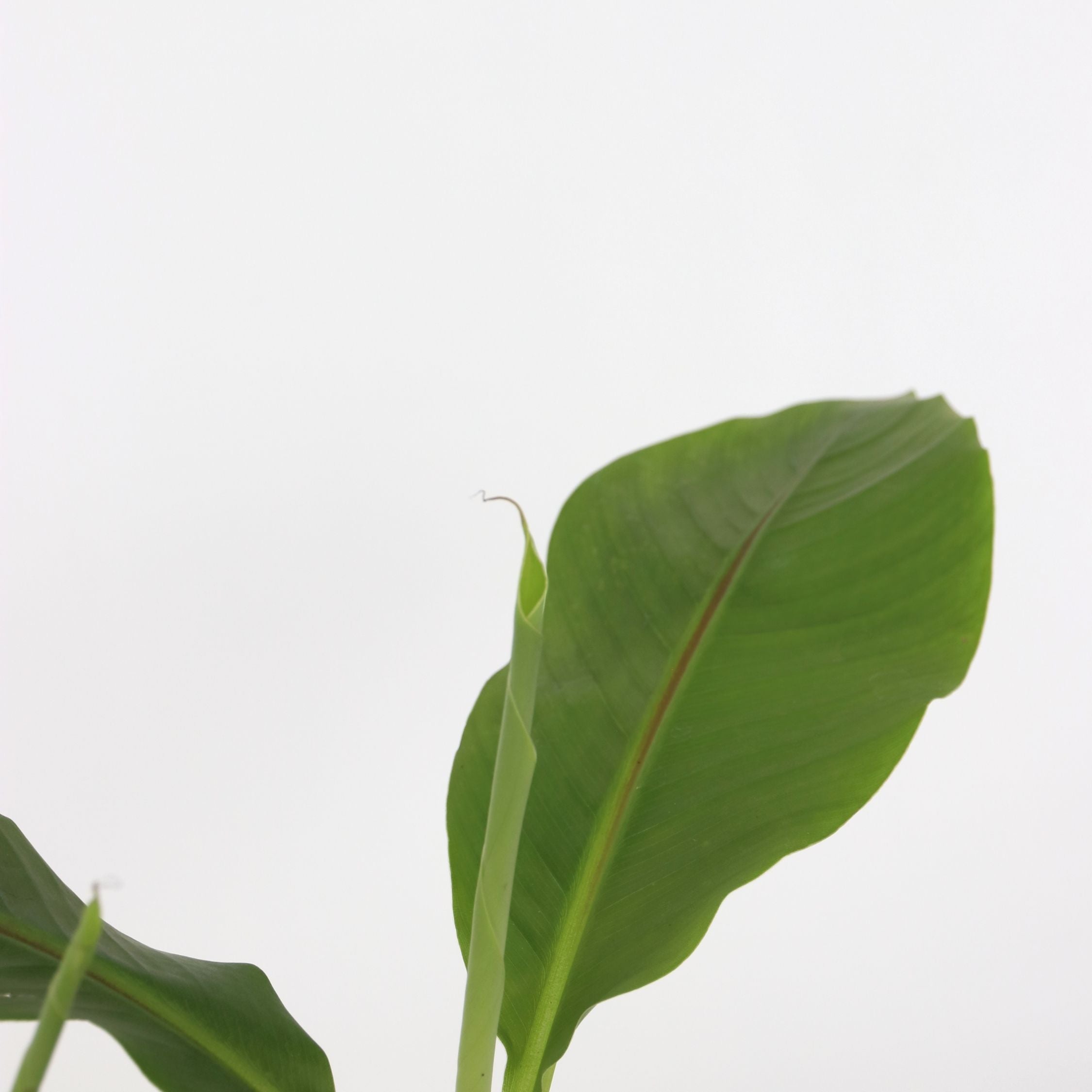 Bananpalme - Sæt med 3 - Musa basjoo