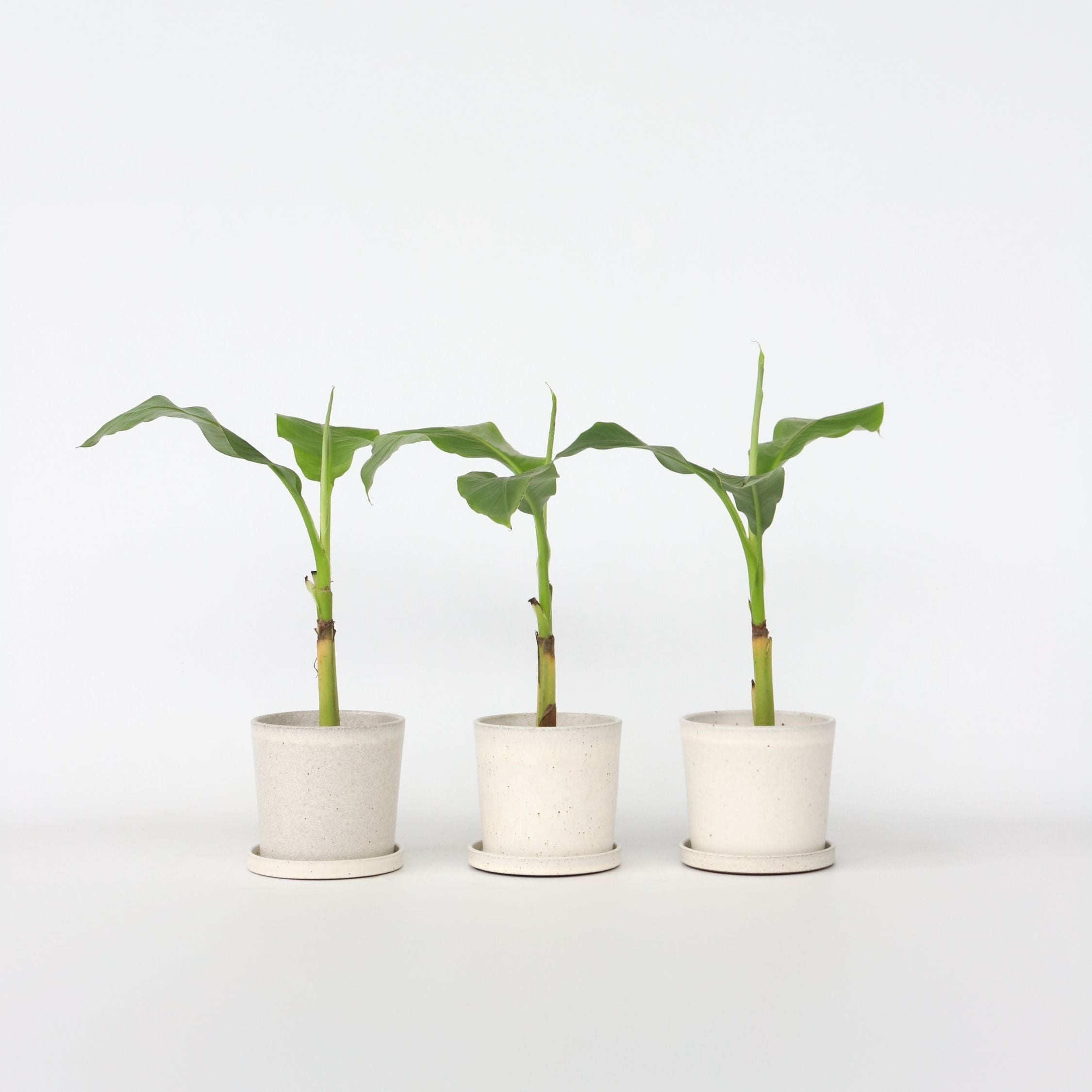 Bananpalme - Sæt med 3 - Musa basjoo