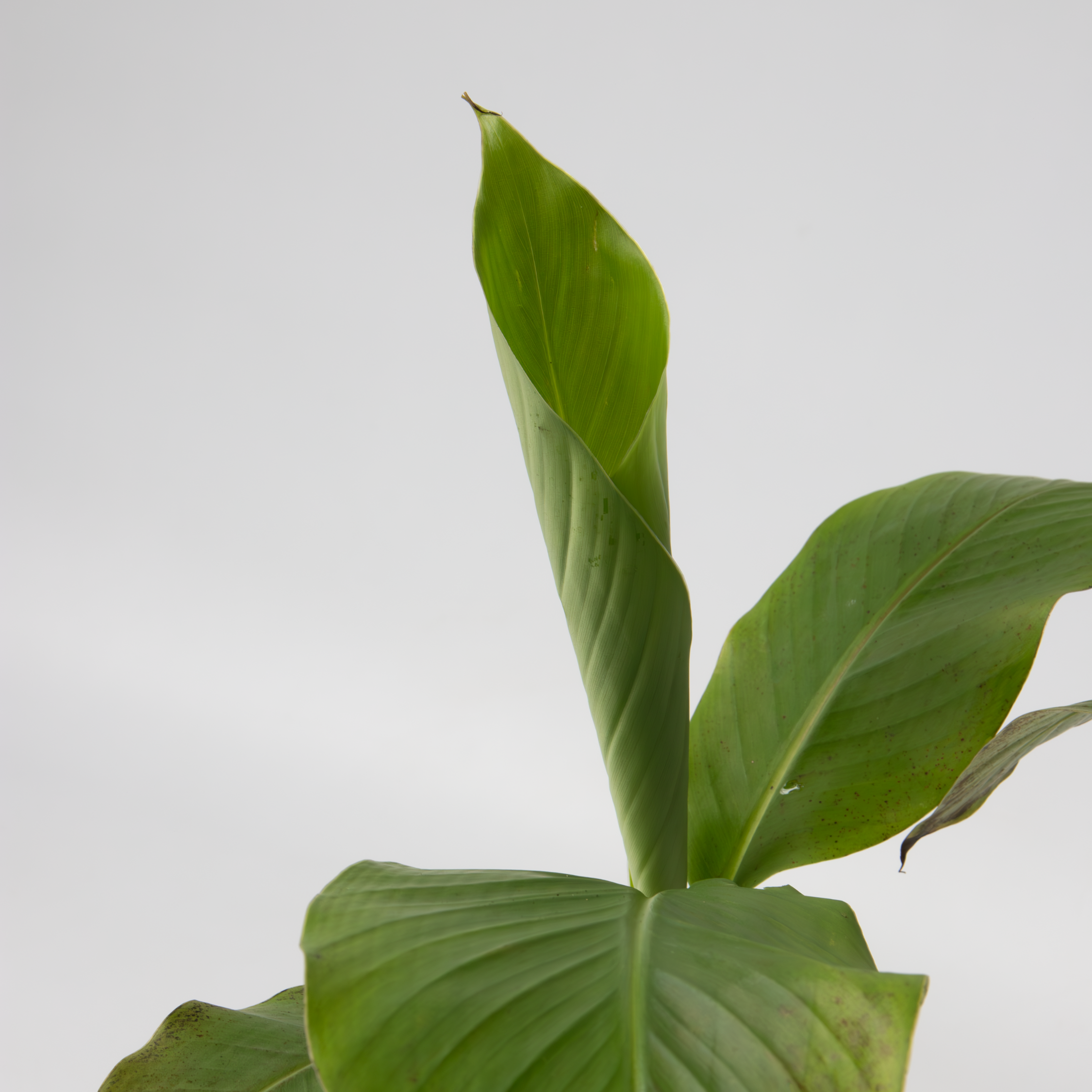 Bananpalme - Sæt med 2 - Musa basjoo