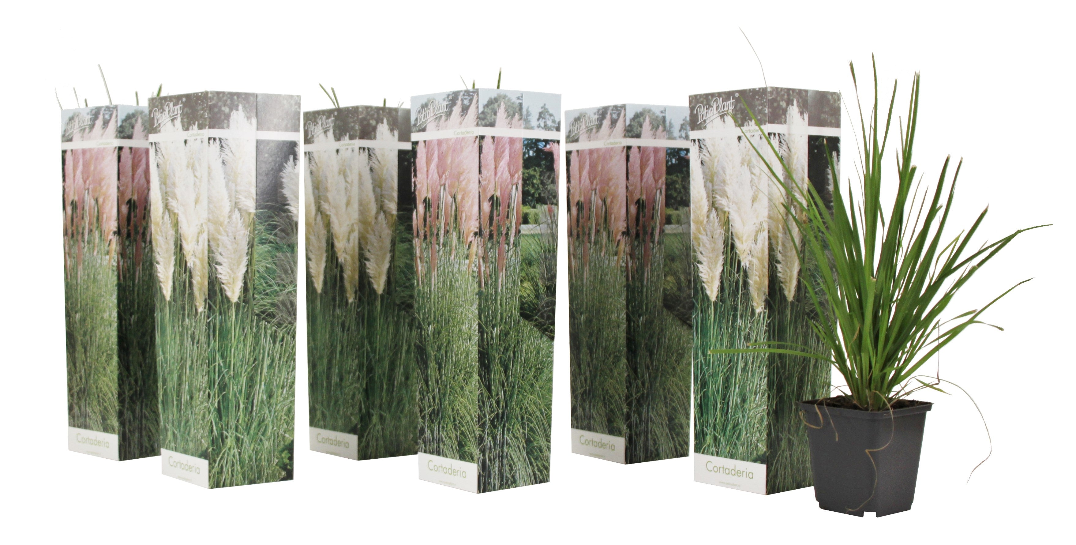 Pampasgræs - Sæt med 6 - Cortaderia selloana