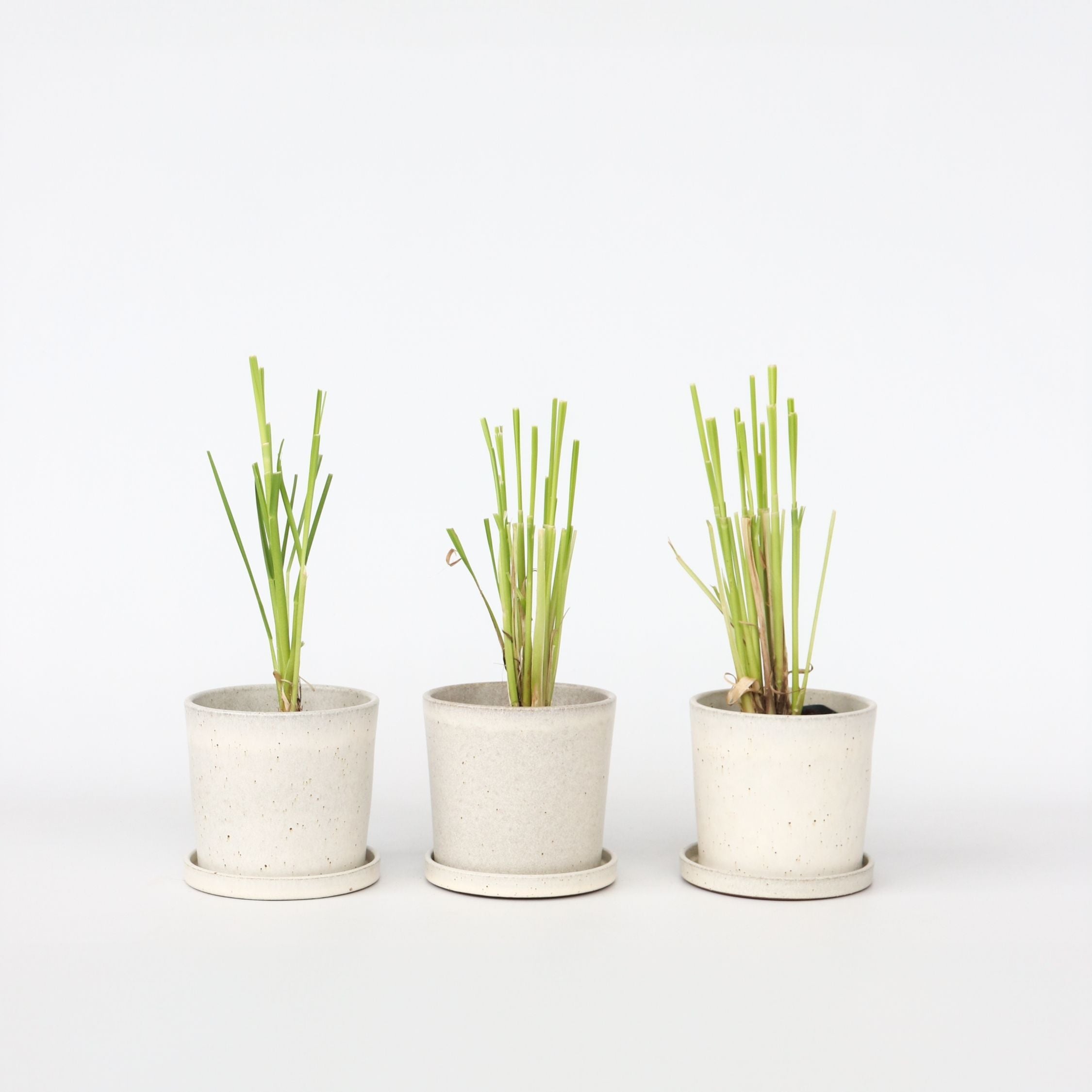 Pampasgræs - Sæt med 3 - Cortaderia selloana