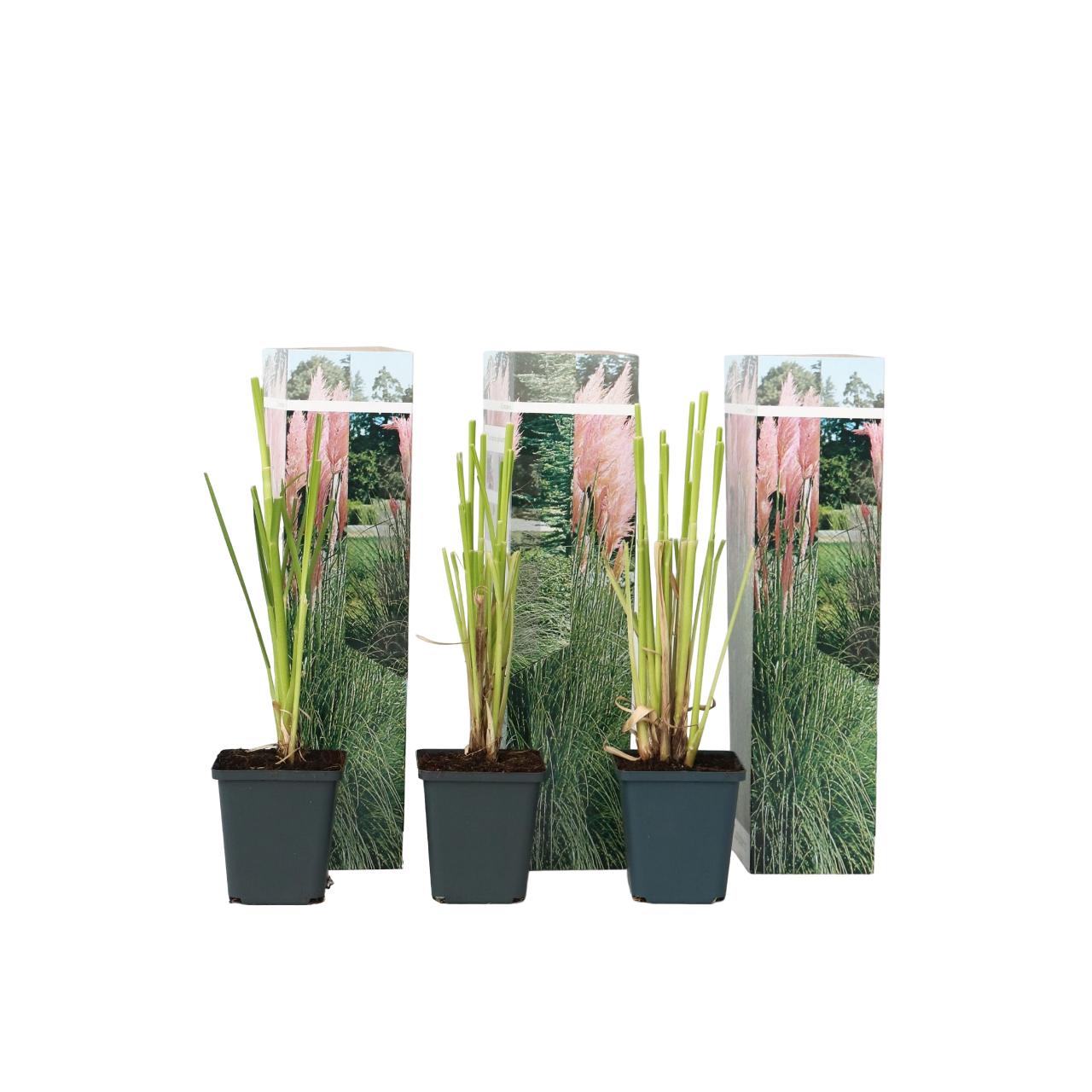 Pampasgræs - Sæt med 3 - Cortaderia selloana