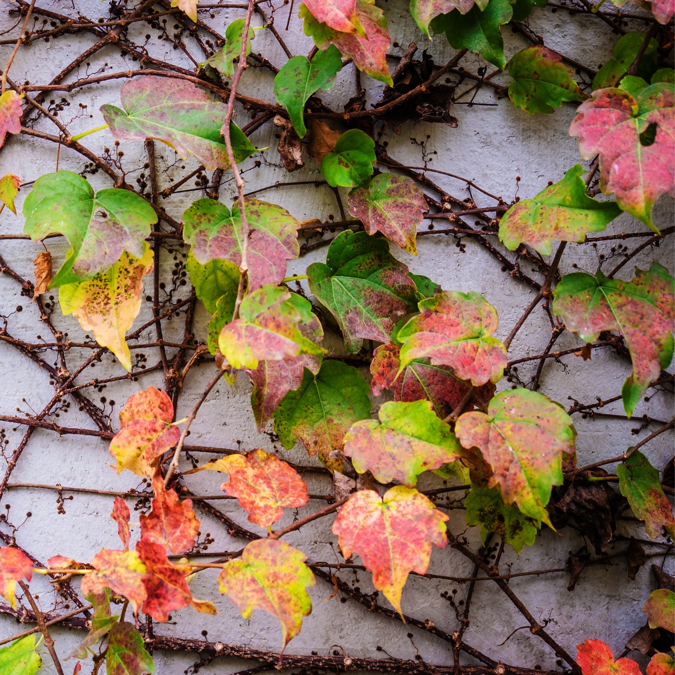 Klatrevildvin - Sæt med 3 - Parthenocissus quinquefolia
