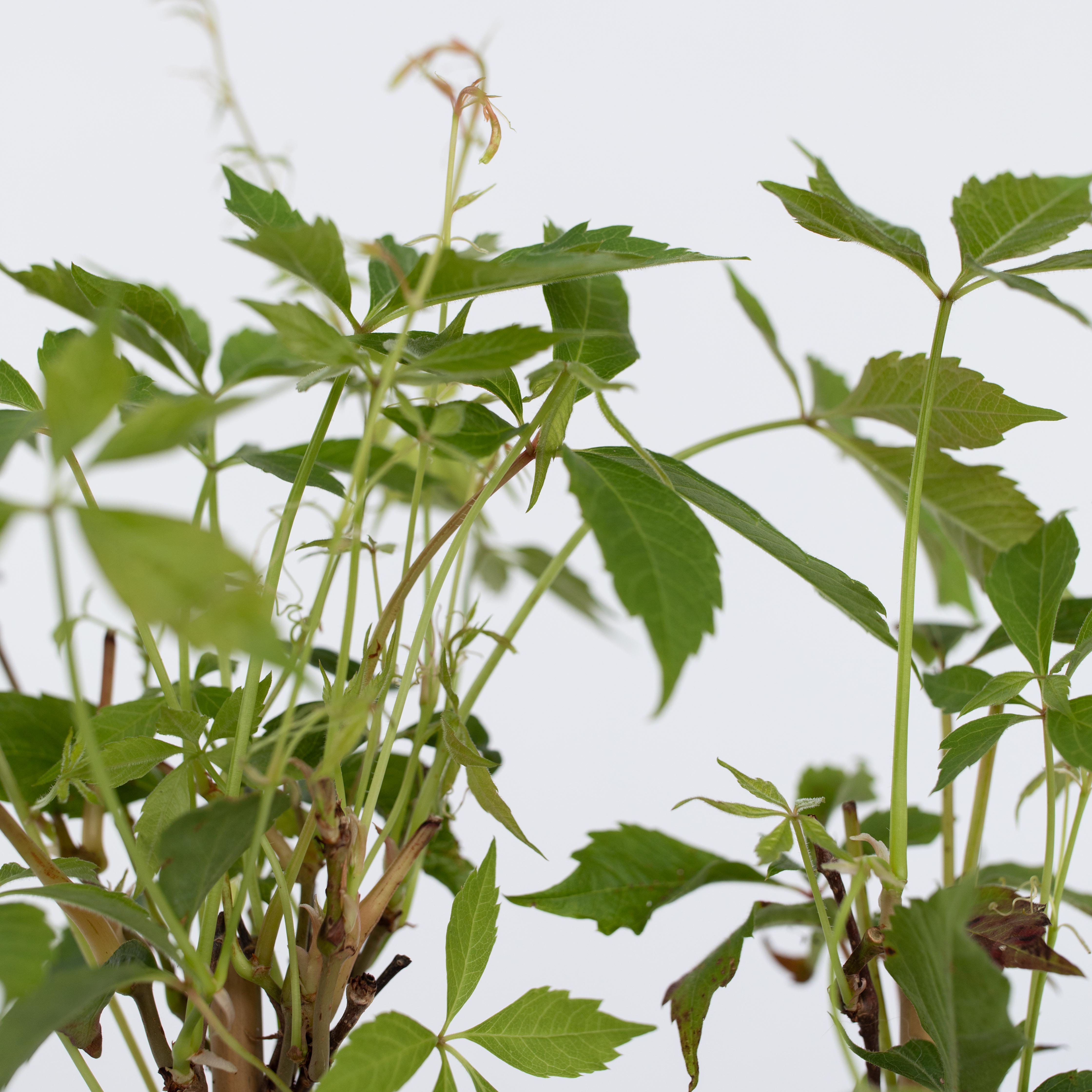 Klatrevildvin - Sæt med 3 - Parthenocissus quinquefolia