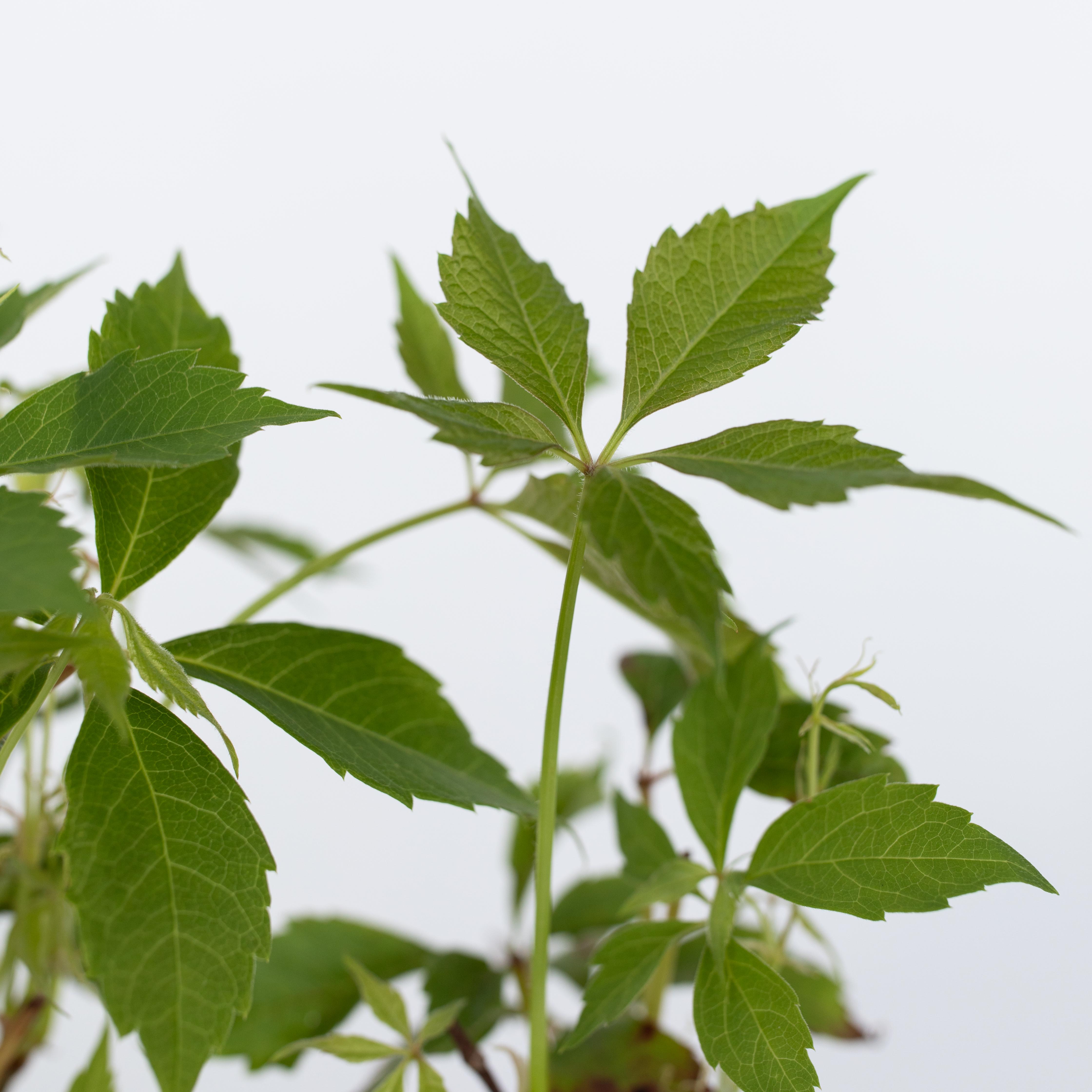Klatrevildvin - Sæt med 3 - Parthenocissus quinquefolia