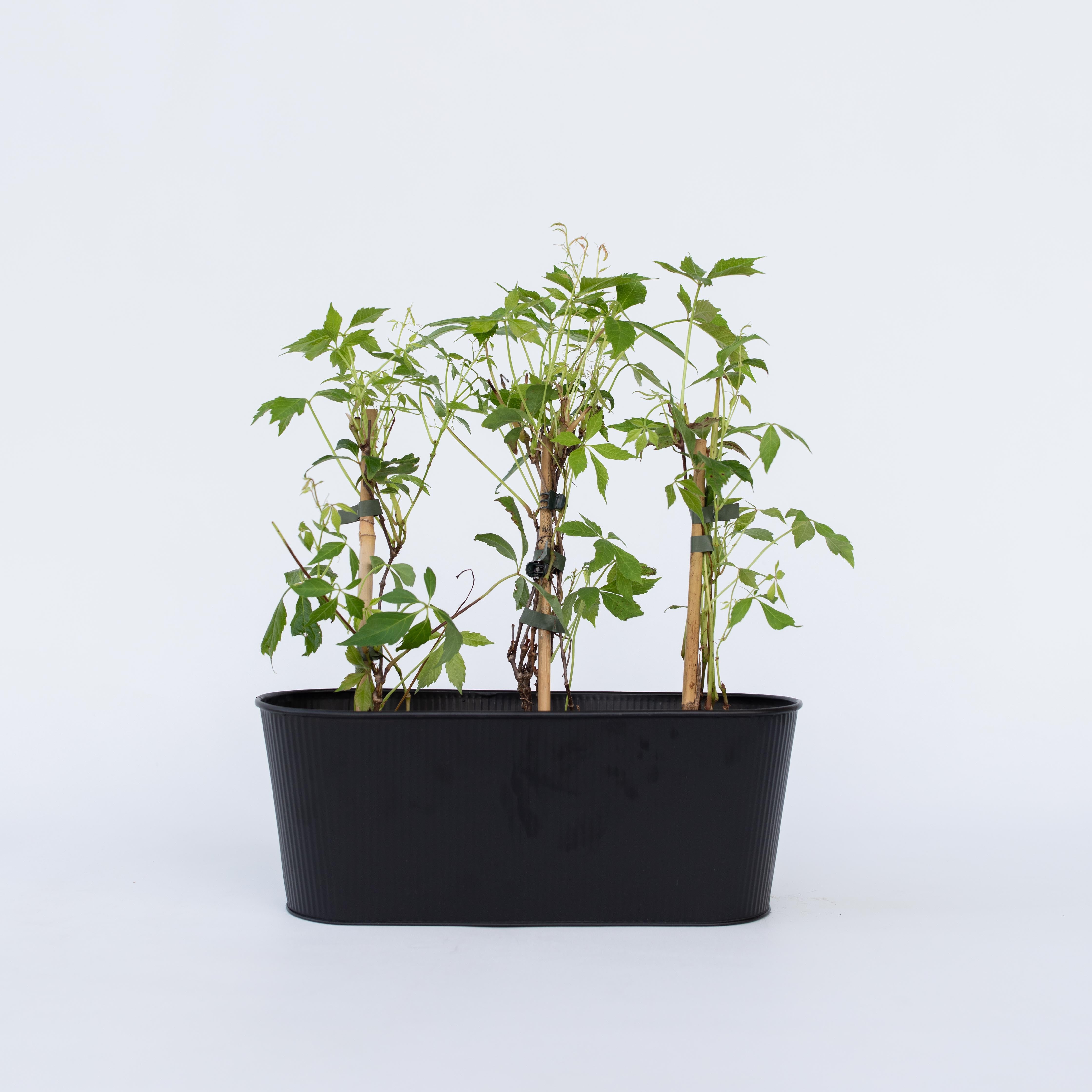 Klatrevildvin - Sæt med 3 - Parthenocissus quinquefolia