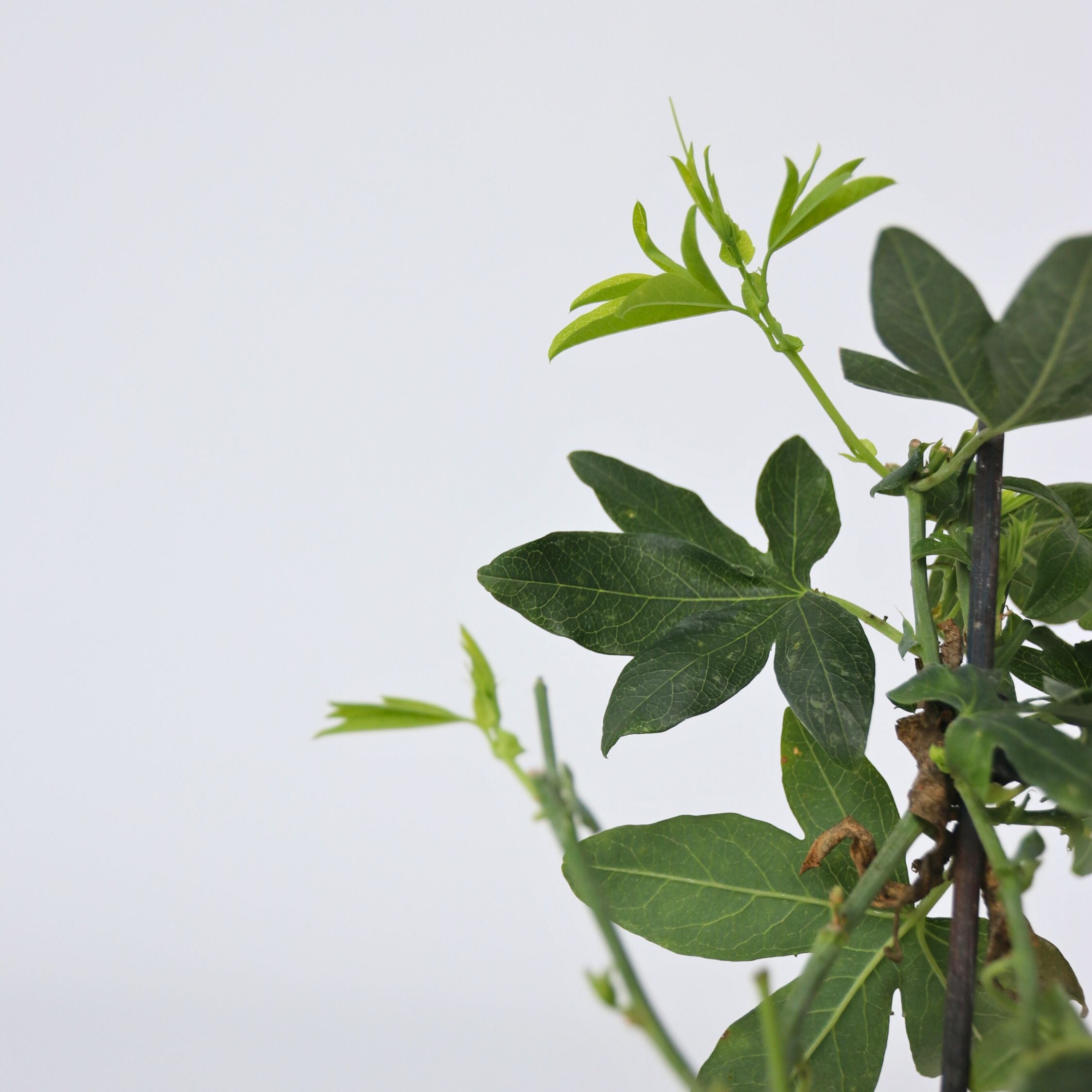 Passionsblomst - Sæt med 3 - Passiflora hybridum