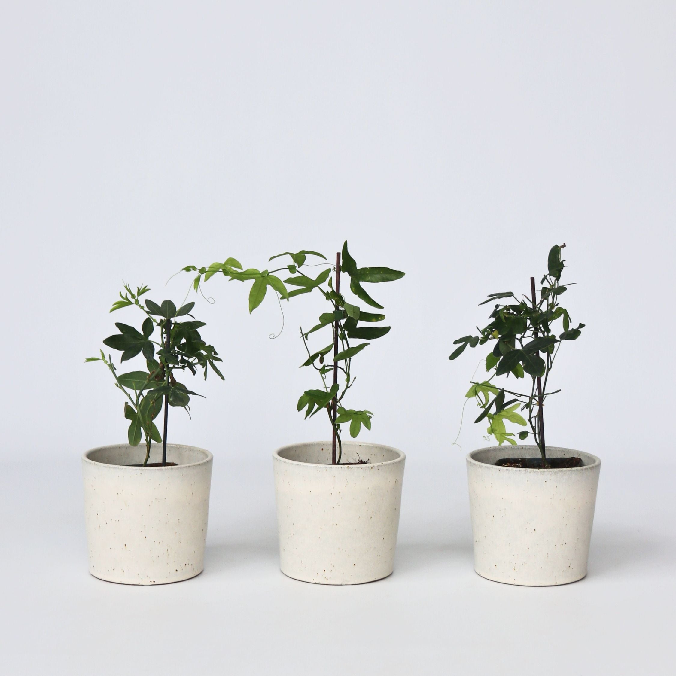 Passionsblomst - Sæt med 3 - Passiflora hybridum